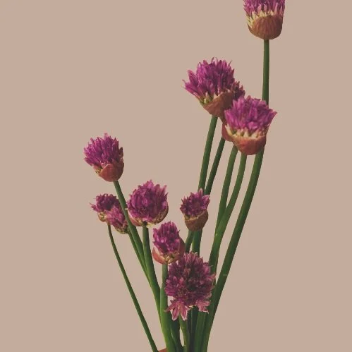 A bunch of pink flowers with long green stems against a light beige background.