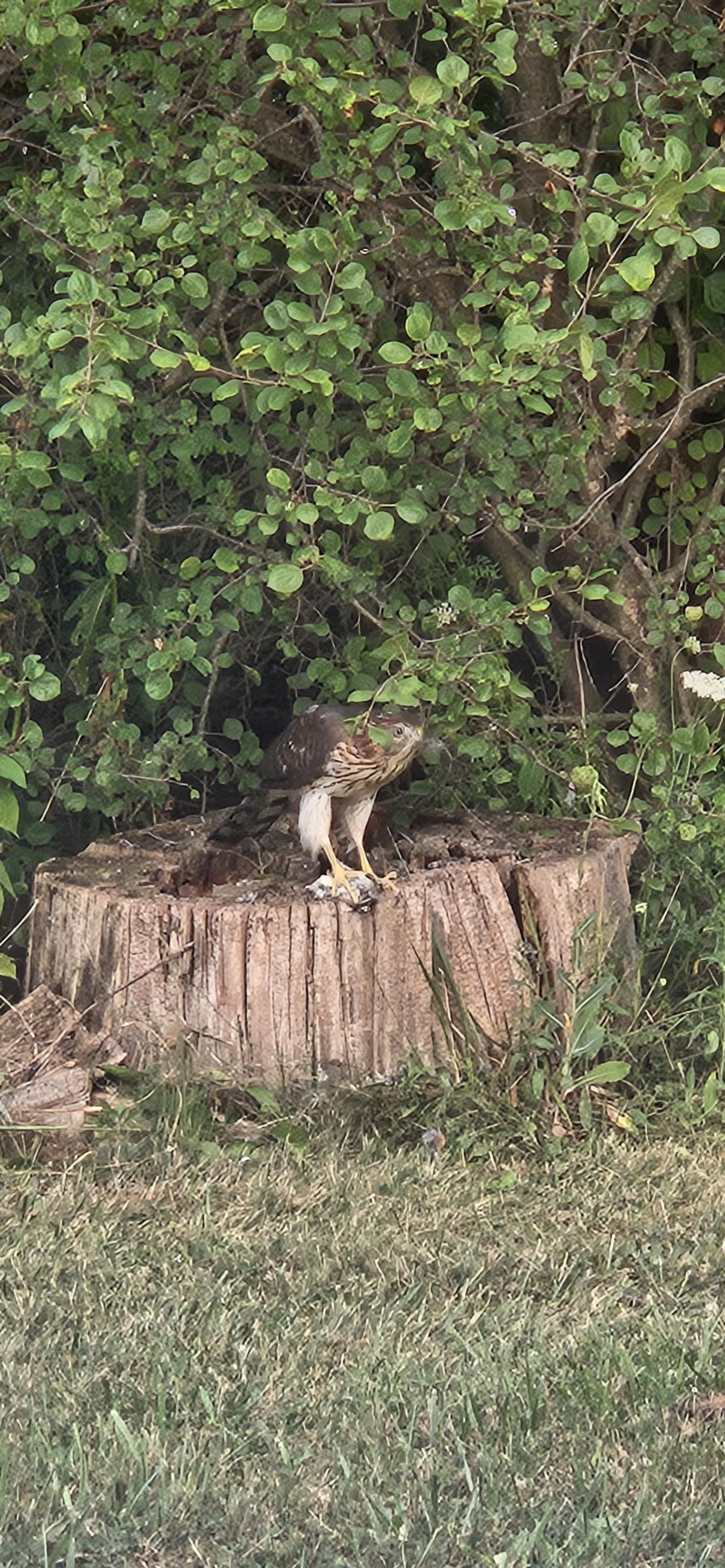 a falcon eating dinner in the backyard
