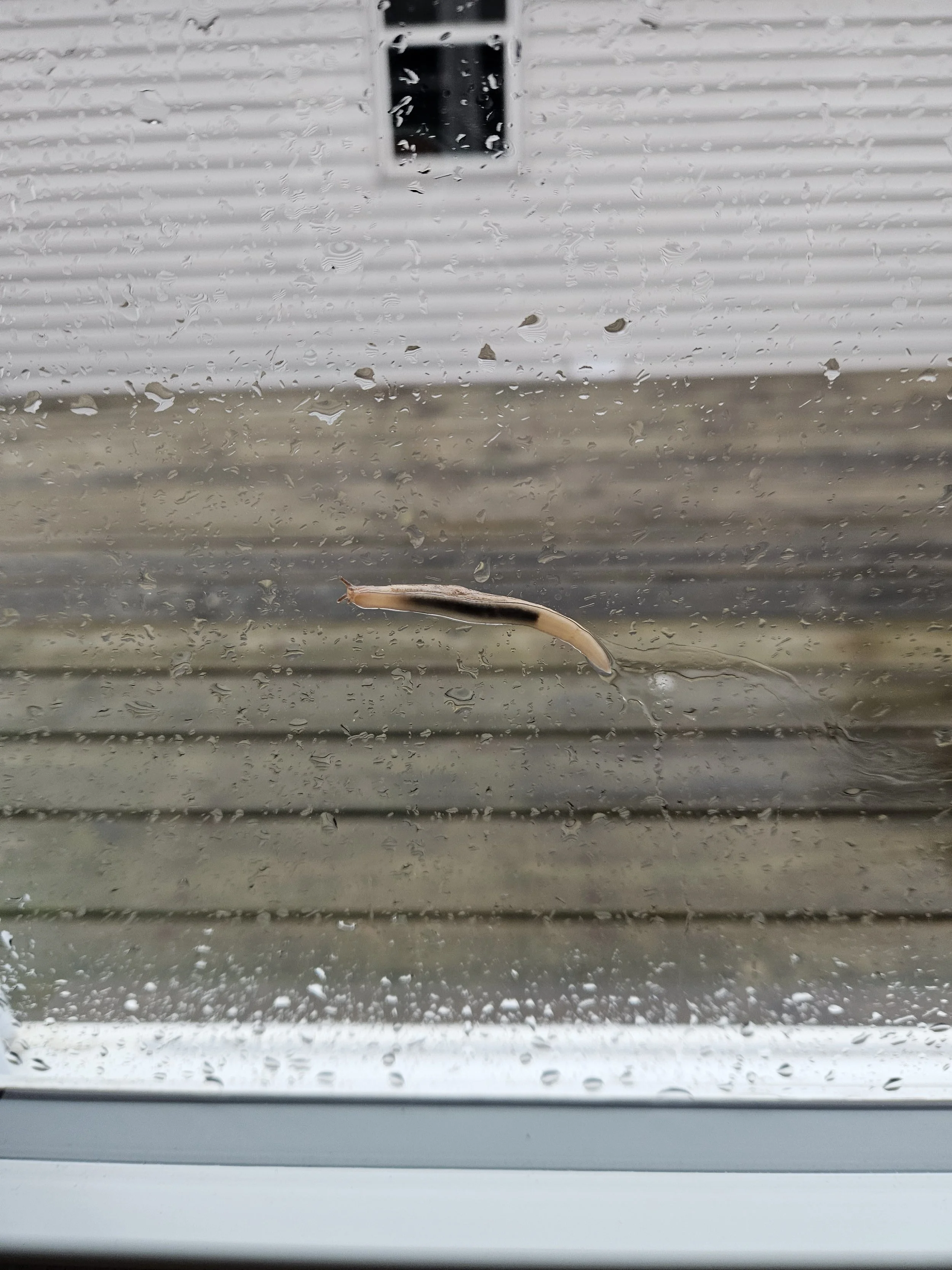 a slug on the kitchen window