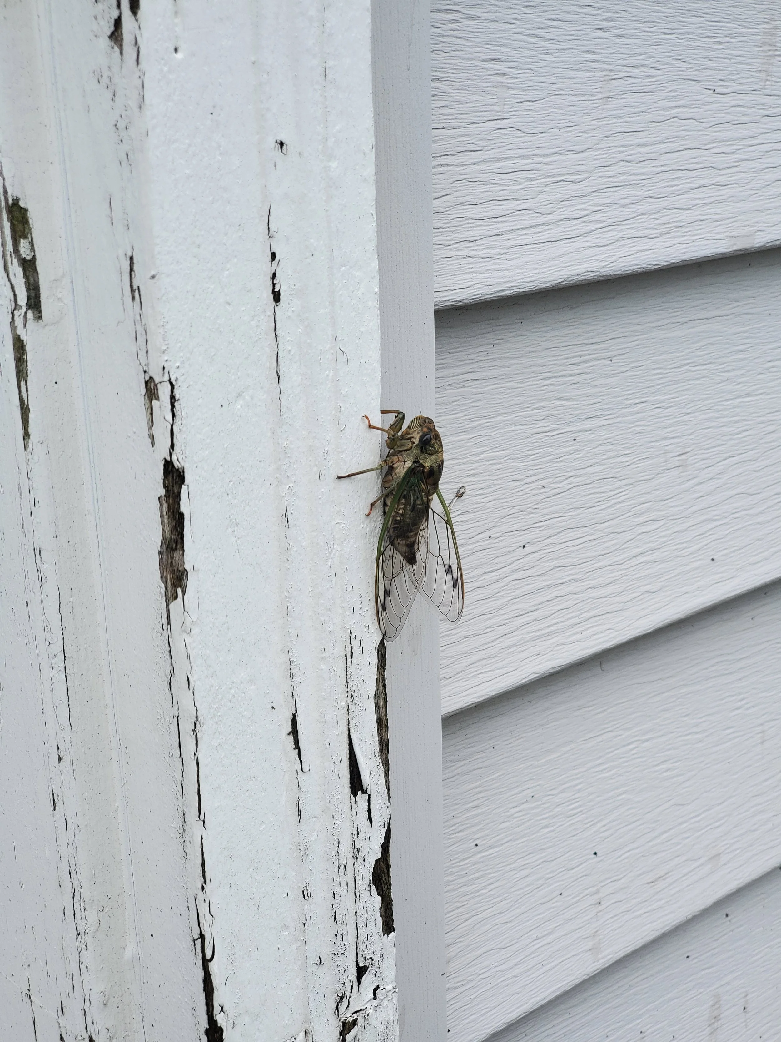cicada on the doorframe