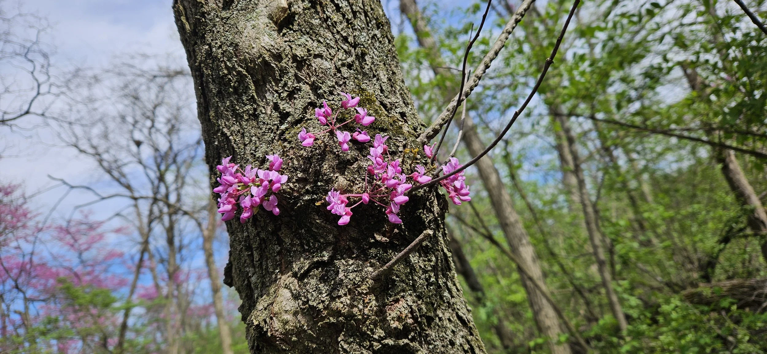 blossoms on a tree trunk