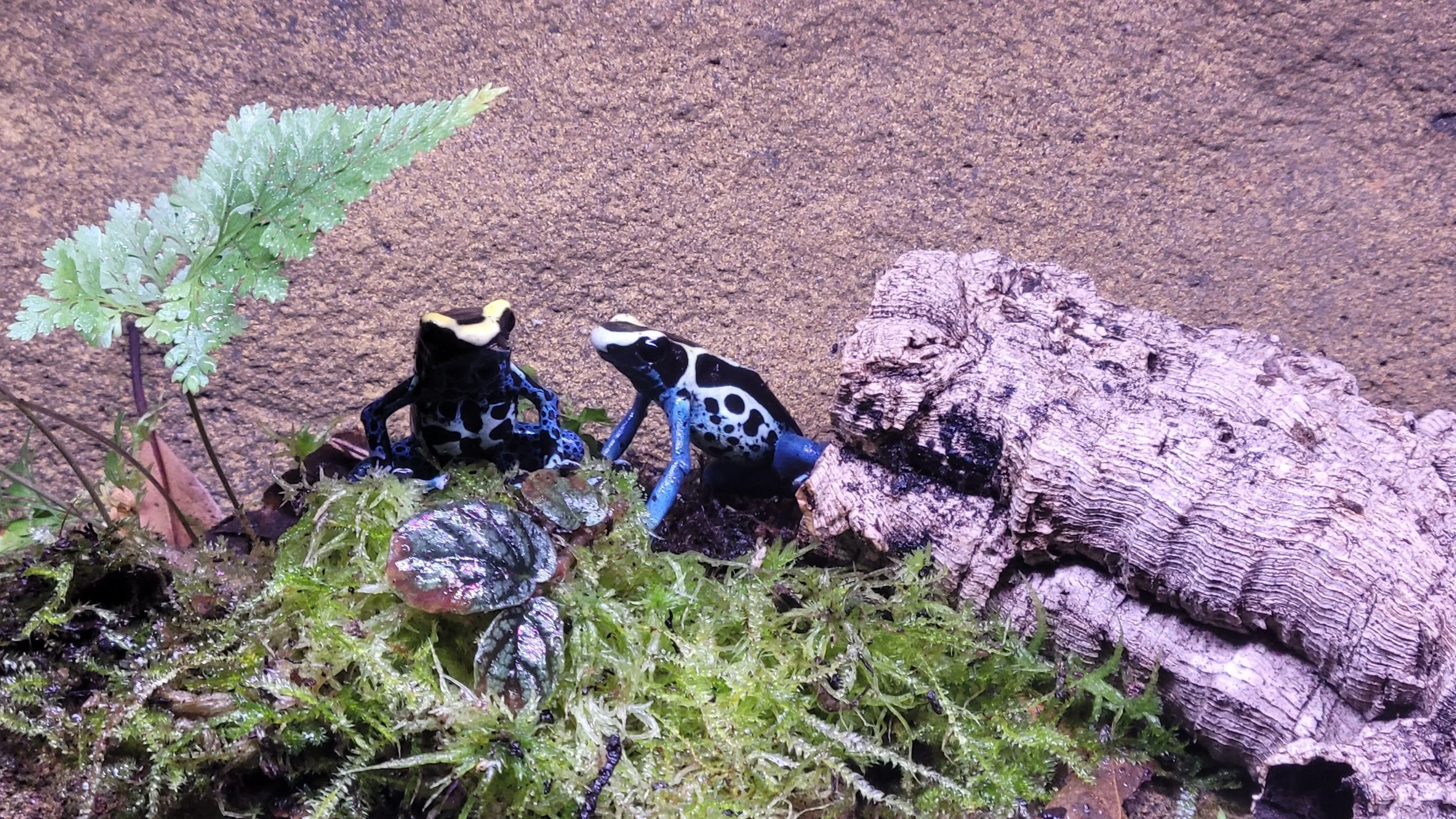 Frogbert and Zorp