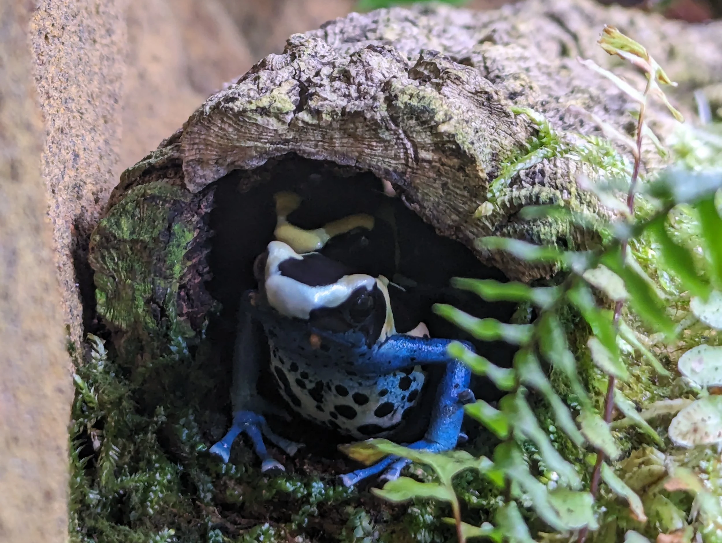 Frogbert and Zorp in their cork tube
