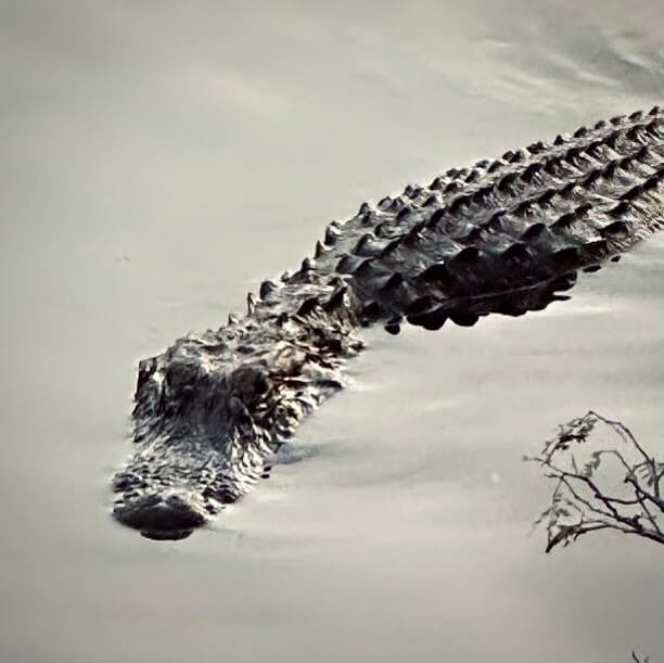 alligator in the wild