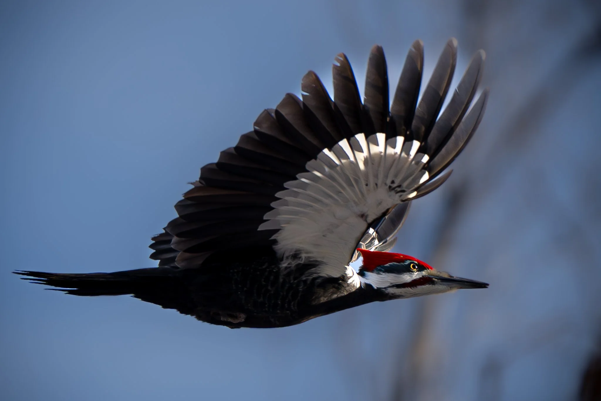 Woodpecker on flight: I shot at the Jackie parker park in Edmonton Alberta