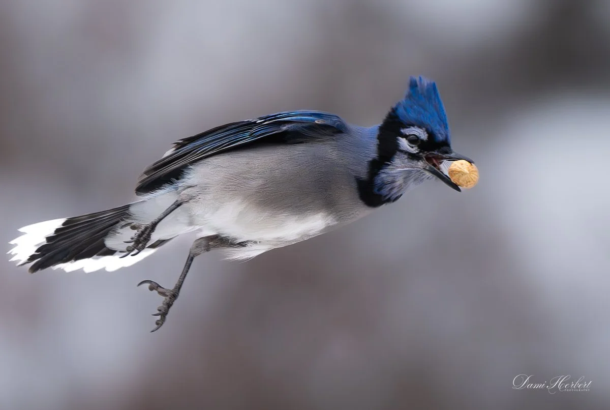 Blue jay-.jpeg