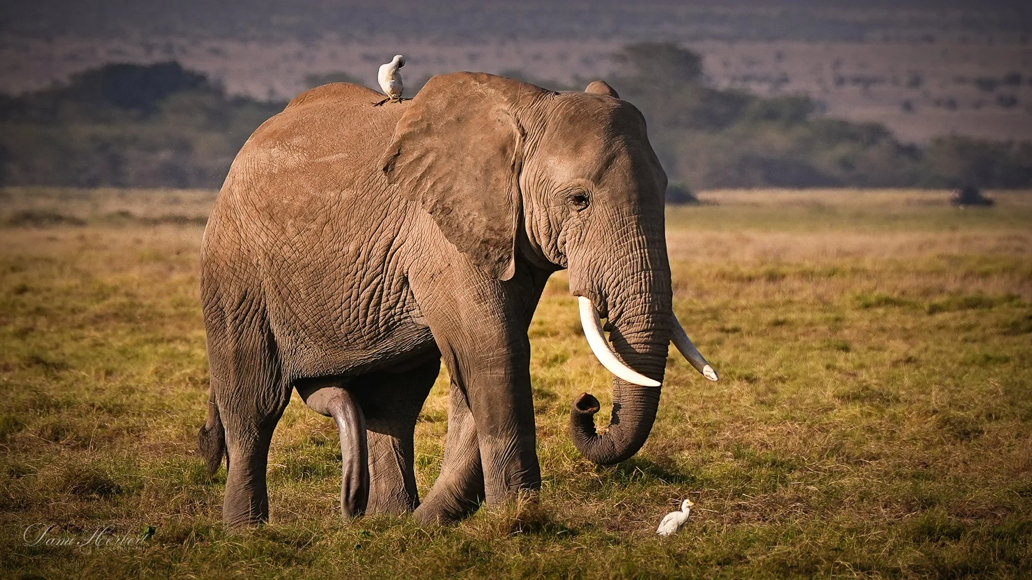 Patricia Lake-1.jpeg