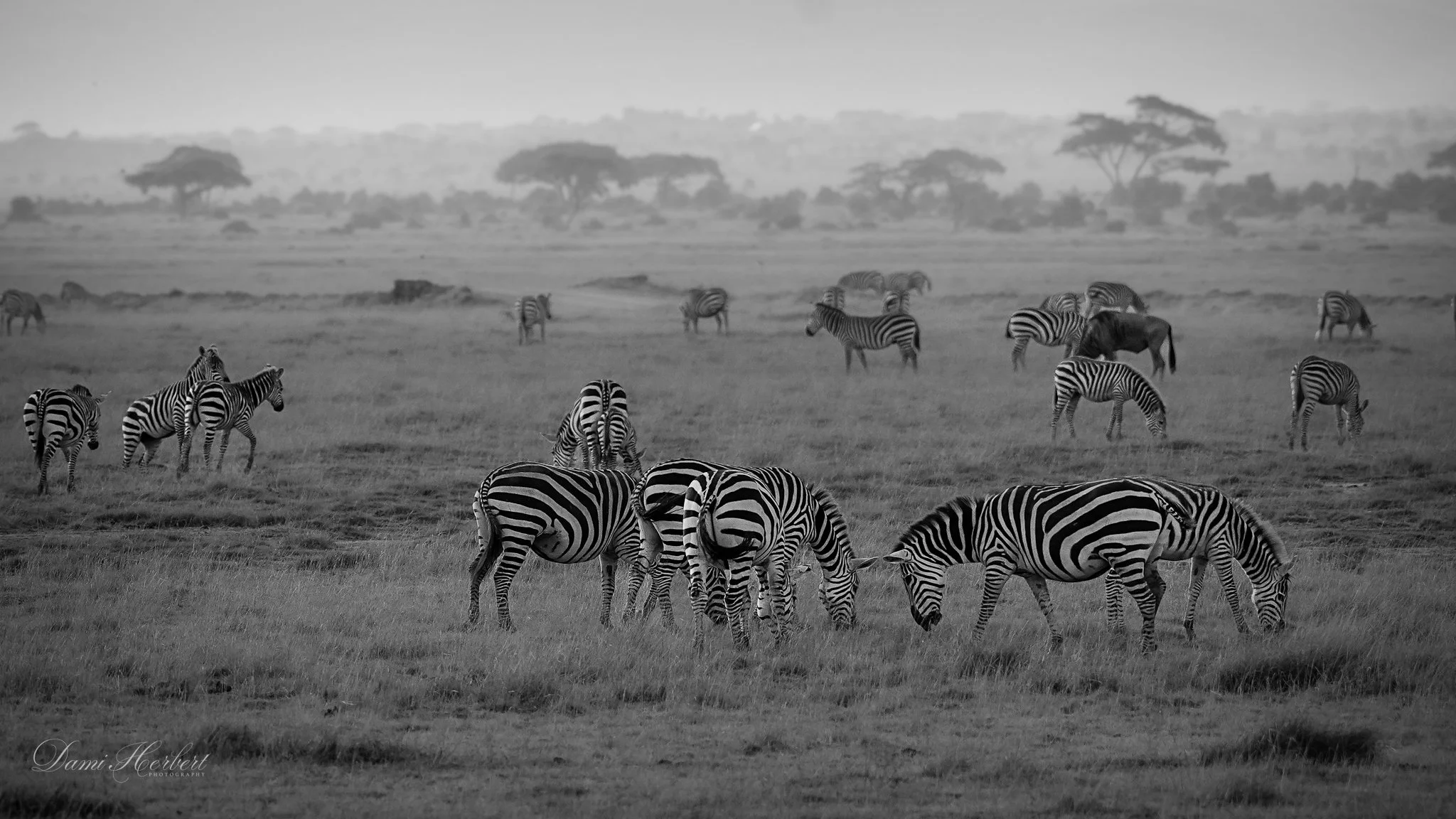 Patricia Lake-1.jpeg