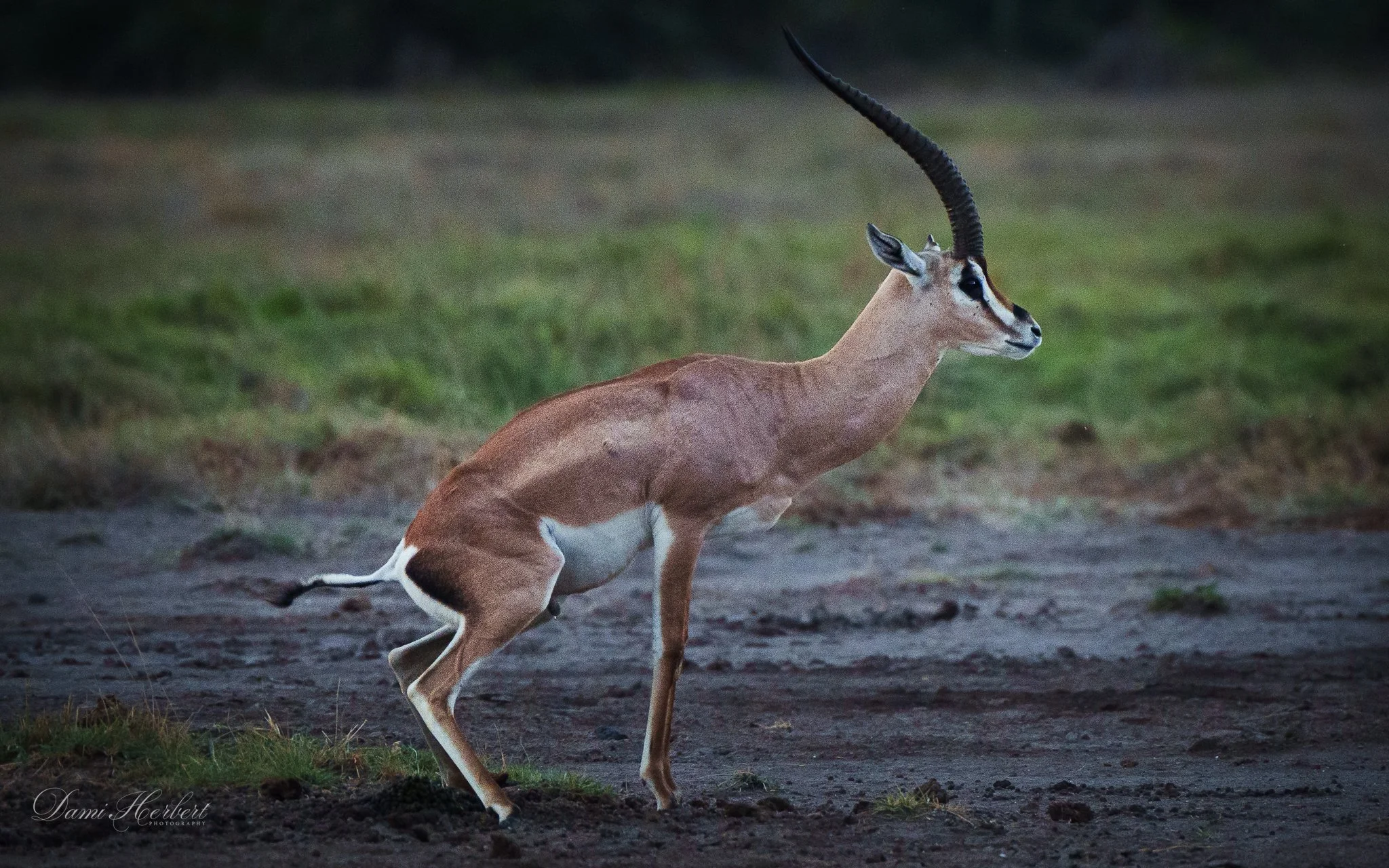 Patricia Lake-1.jpeg