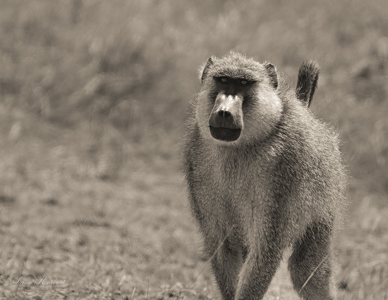 Patricia Lake-1.jpeg