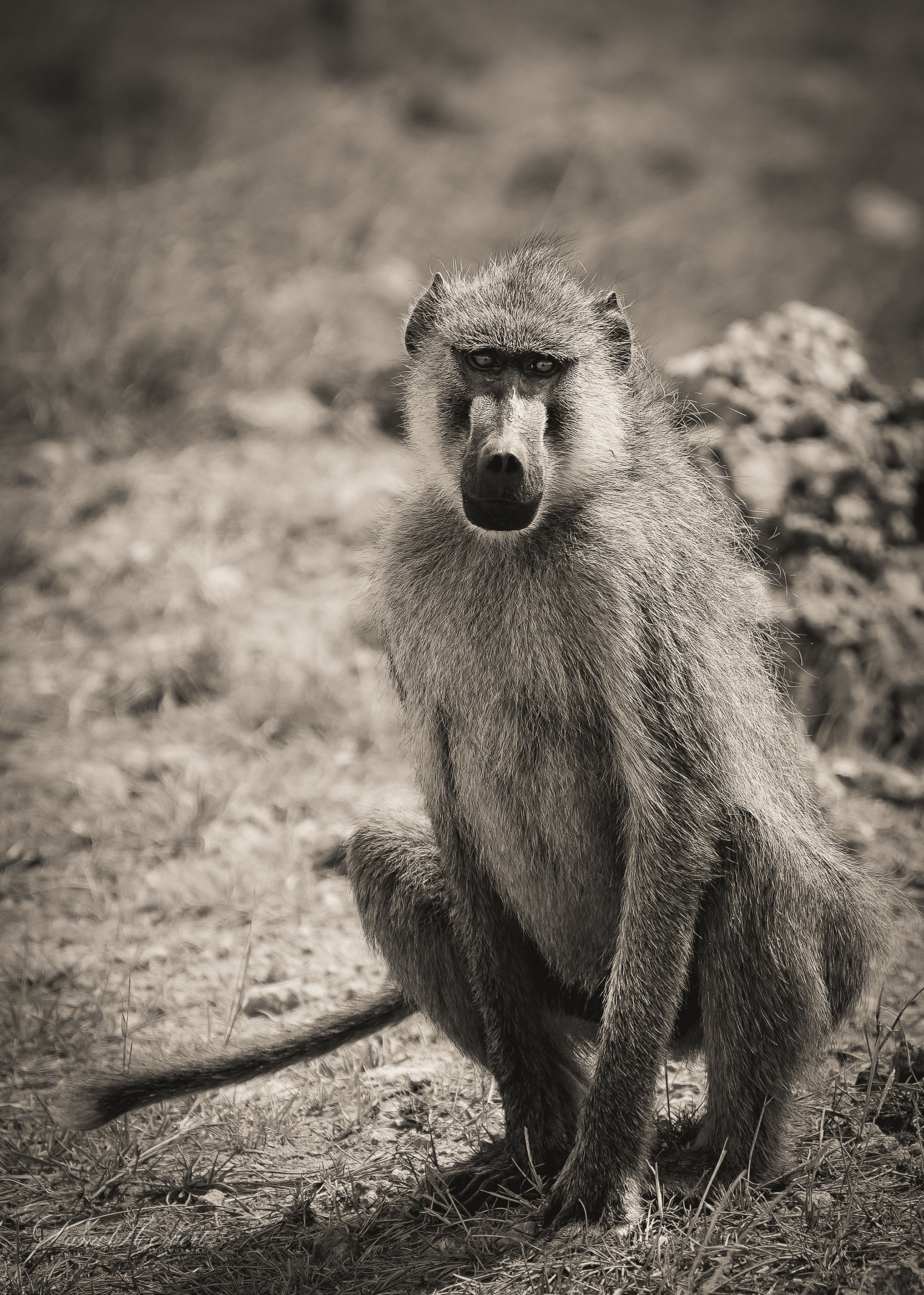 Patricia Lake-1.jpeg