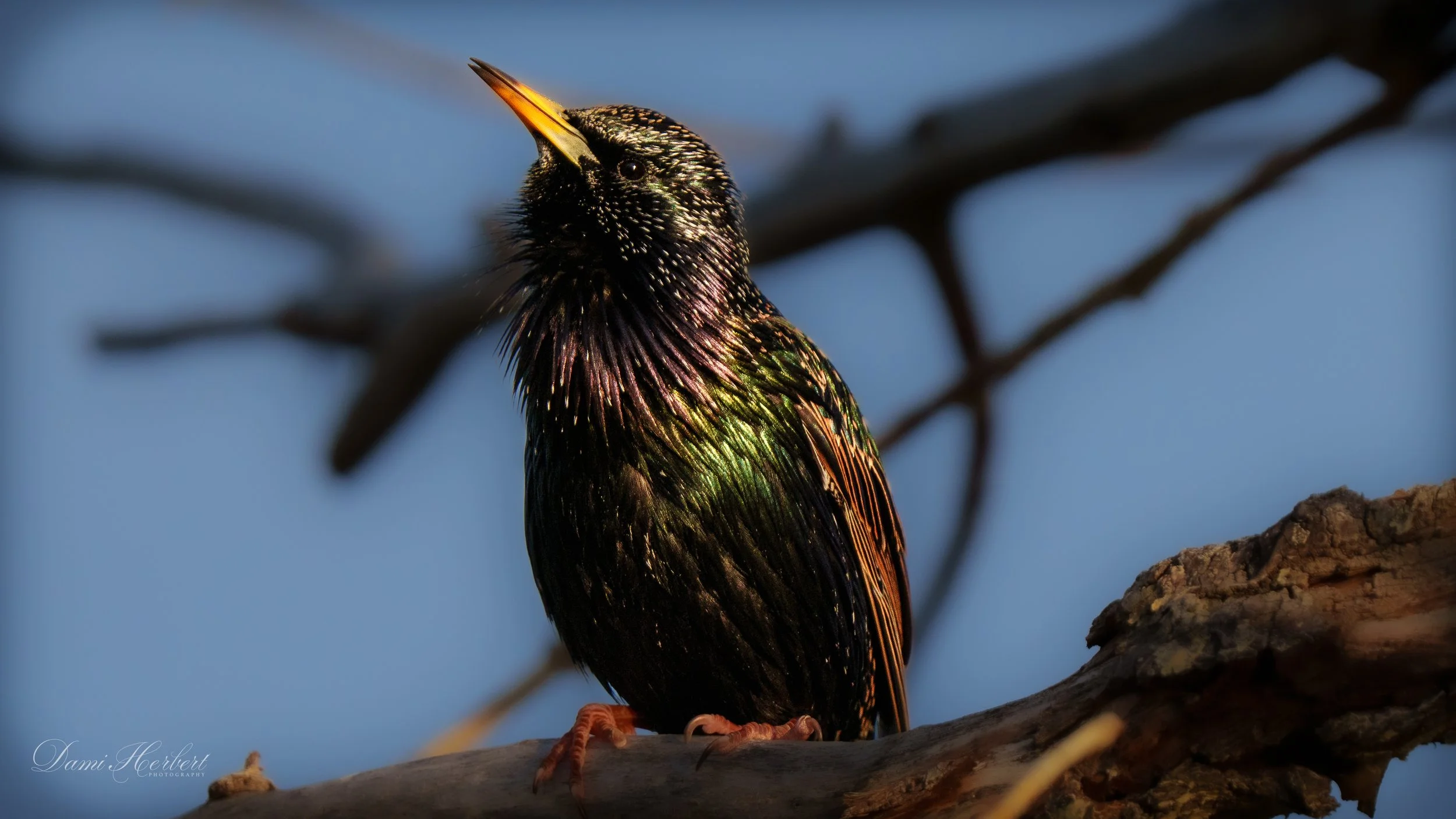 Lilac-breasted-1.jpeg
