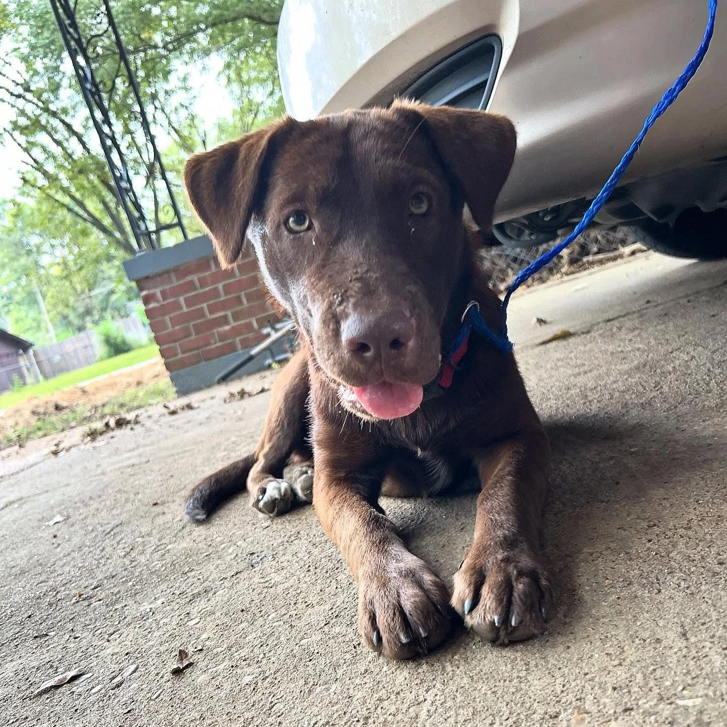Everyone meet Milly Bobbie Brownie!!

Milly is our October Rescue of the Month 😍

She is roughly 1 year-old, and loves cats and dogs. Milly is HW negative, vaccinated and will be spayed soon. 

If you&rsquo;re looking for a lab-shepherd mix bestie t