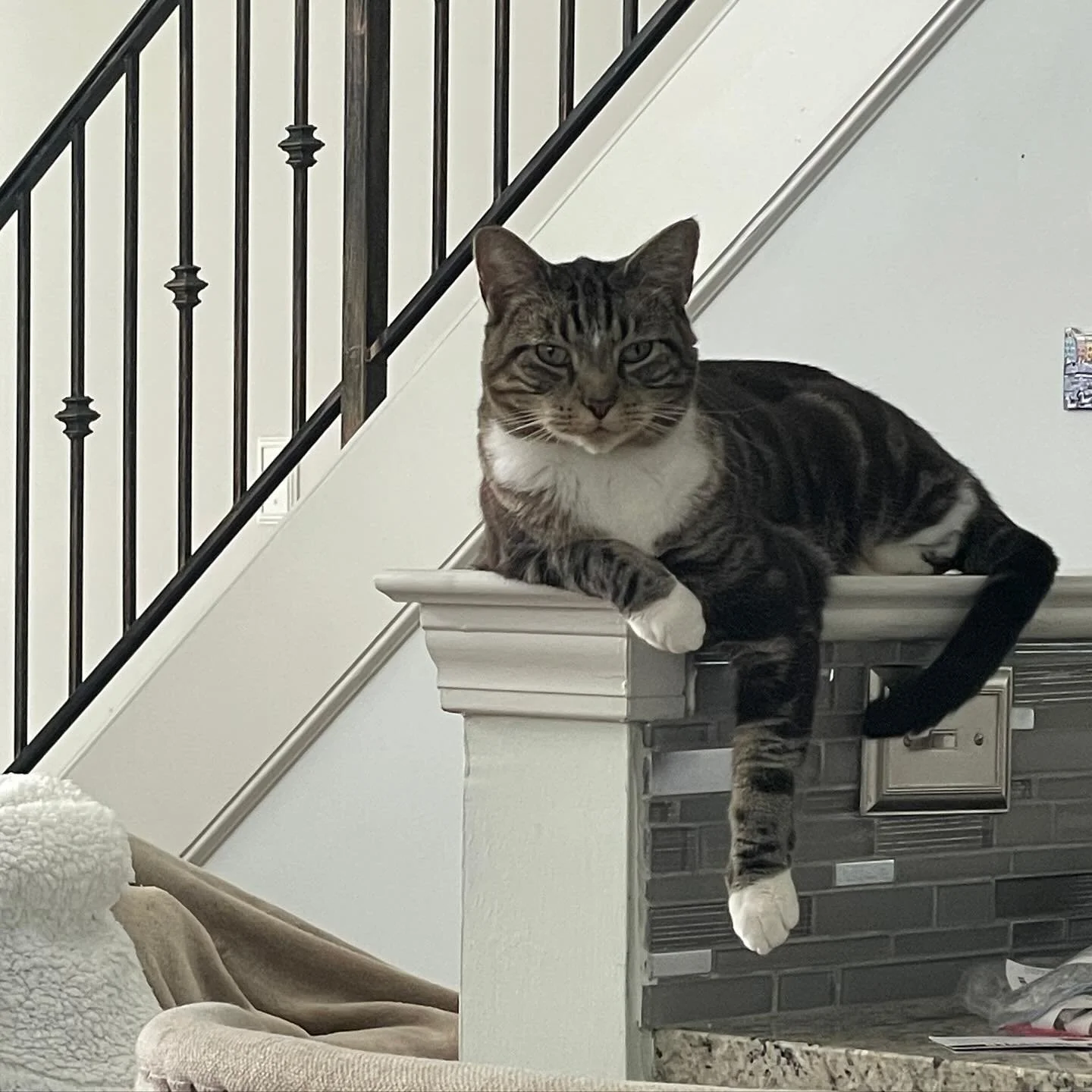 SamCat isn&rsquo;t super happy it&rsquo;s Monday but we sure are! Whether you&rsquo;re headed out of town or just want a new bestie for your pet, we are here to help out 😍

#petsittingservices #grumpycats