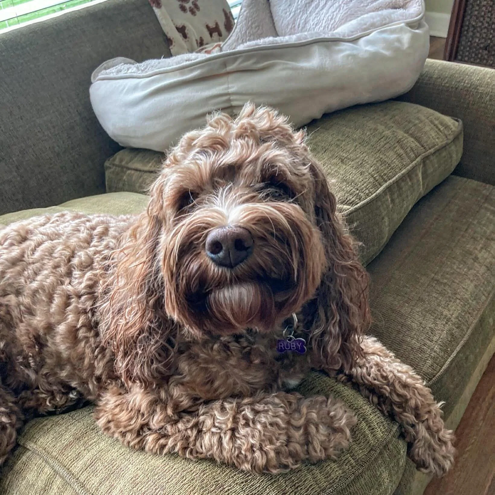 The holiday season kicks off in just over 3 weeks! The time will fly by.

Send us a message or text us directly to get on our schedule for walks, check-ins or boarding before it&rsquo;s too late!

#petsittingmemphis #holidayseason #dogboarding #dogwa