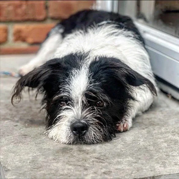 Everyone meet George!!

George is our November Rescue of the Month 😍

He is 3 years old and is dog friendly. George is neutered and up to date on all his shots.

Send us a message with any questions or interest, we&rsquo;d love to find this sweet bo