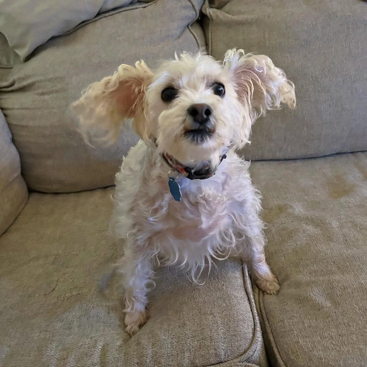 Sitter Superlatives: Best House Guest 🤩

This sweet girl Nala, stayed with Abby while her owner was out of town and was a pawitively amazing house guest.

Need someone to take care of your pet the next time you&rsquo;re out of town? Send us a messag