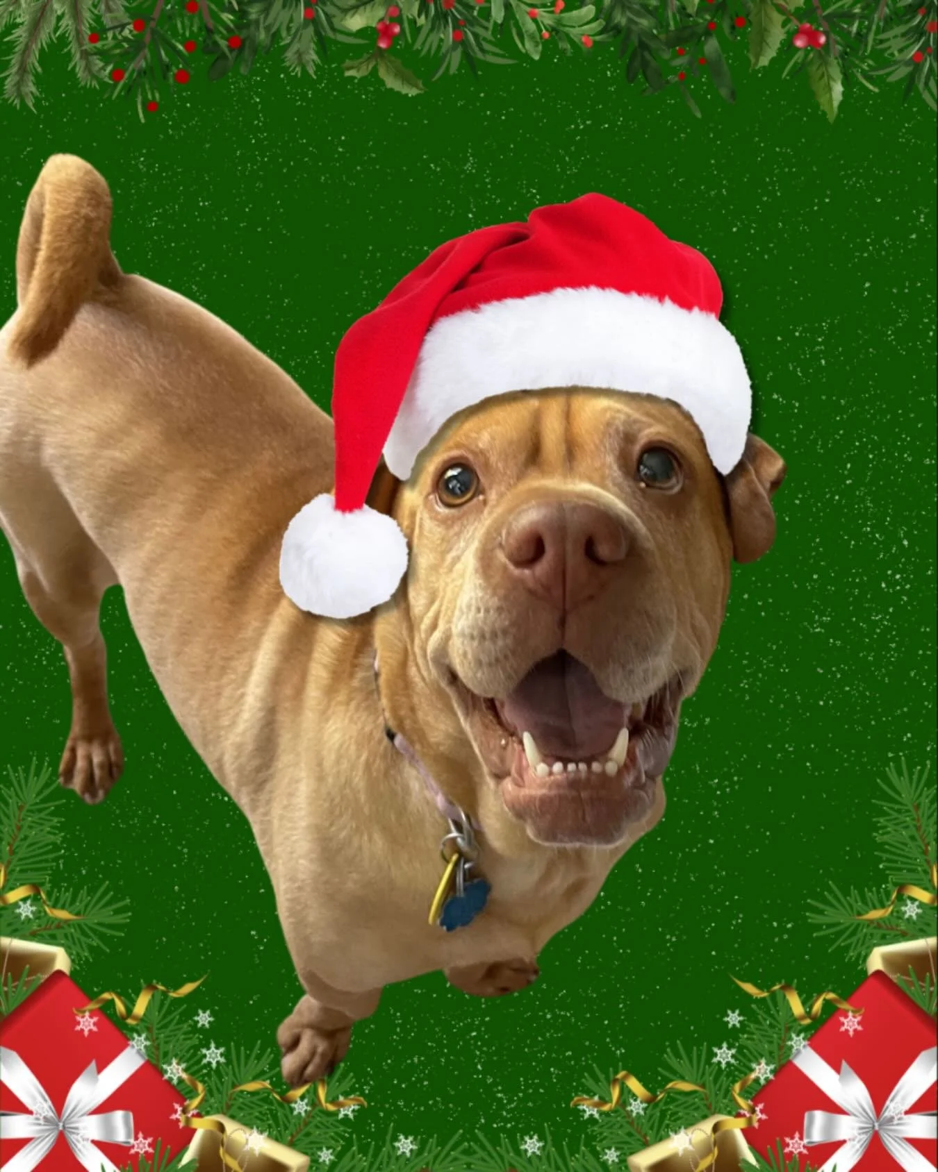 The holidays are right around the corner! 🎅🎄

We are COMPLETELY BOOKED for boarding and house sitting. 

Send us a message or text us directly to get on our ~very limited~ schedule for walks or check-ins before it&rsquo;s too late!