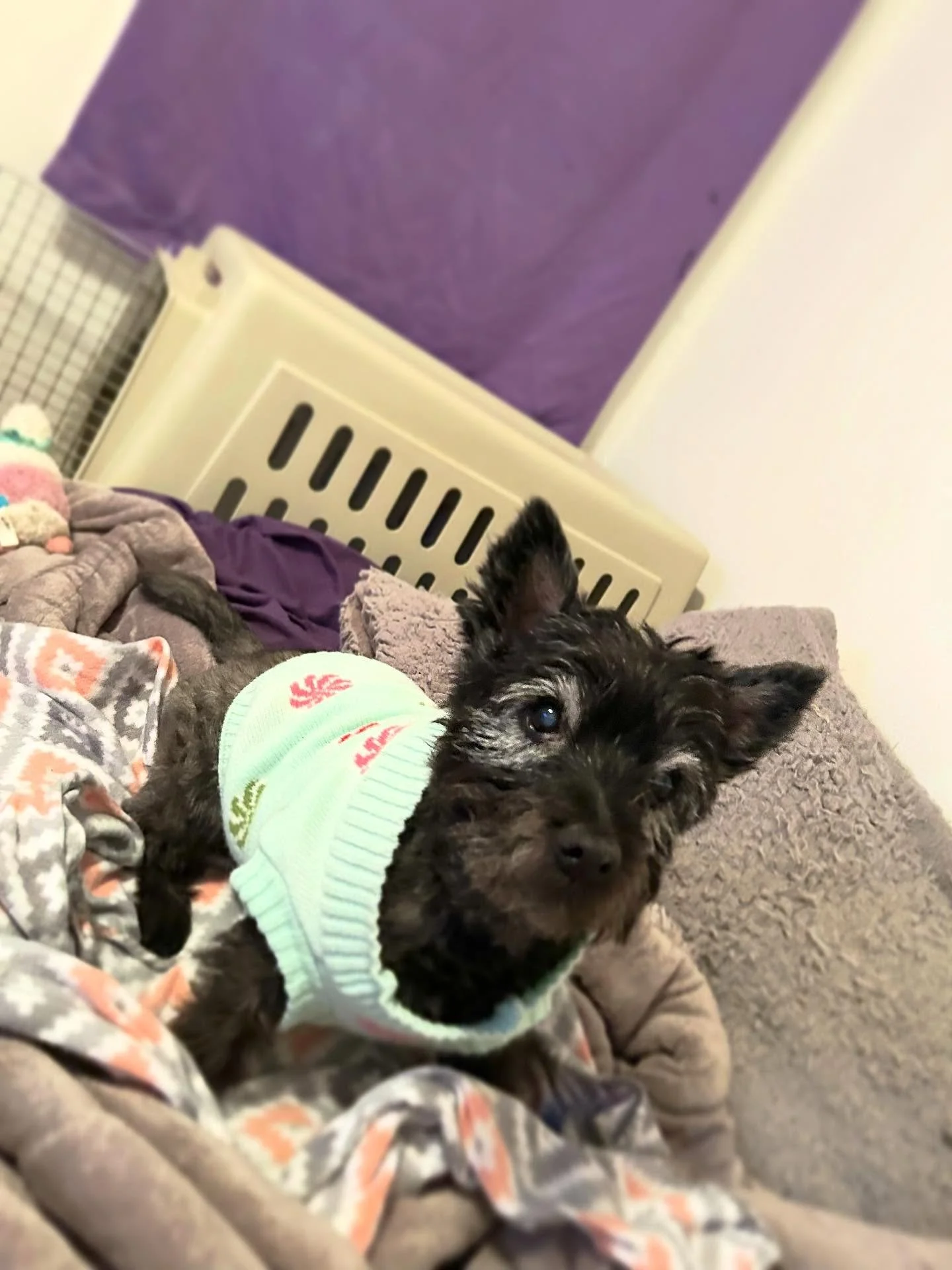 Sitter Superlatives: Best Dressed 🤩🏆

This is Hachi! He stayed with Abby while his owner was out of town and had the most amazing festive outfits.

Need someone to take care of your pet the next time you&rsquo;re out of town? Send us a message or g