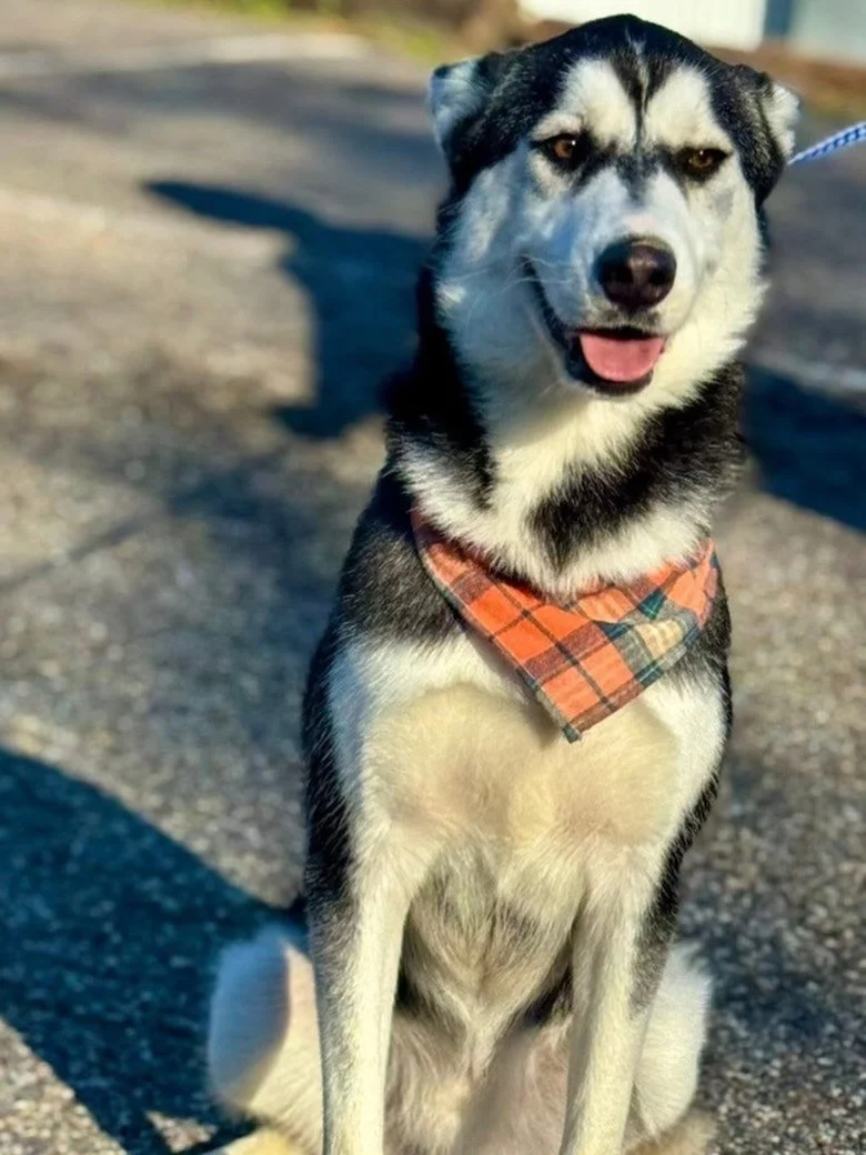 Everyone meet Toby!!

Toby is our December Rescue of the Month😍

He is the gentlest and most loving husky we have ever met and loves car rides and cuddles!! 

One look in his soft eyes and you will understand how much he wants to be an inside dog an