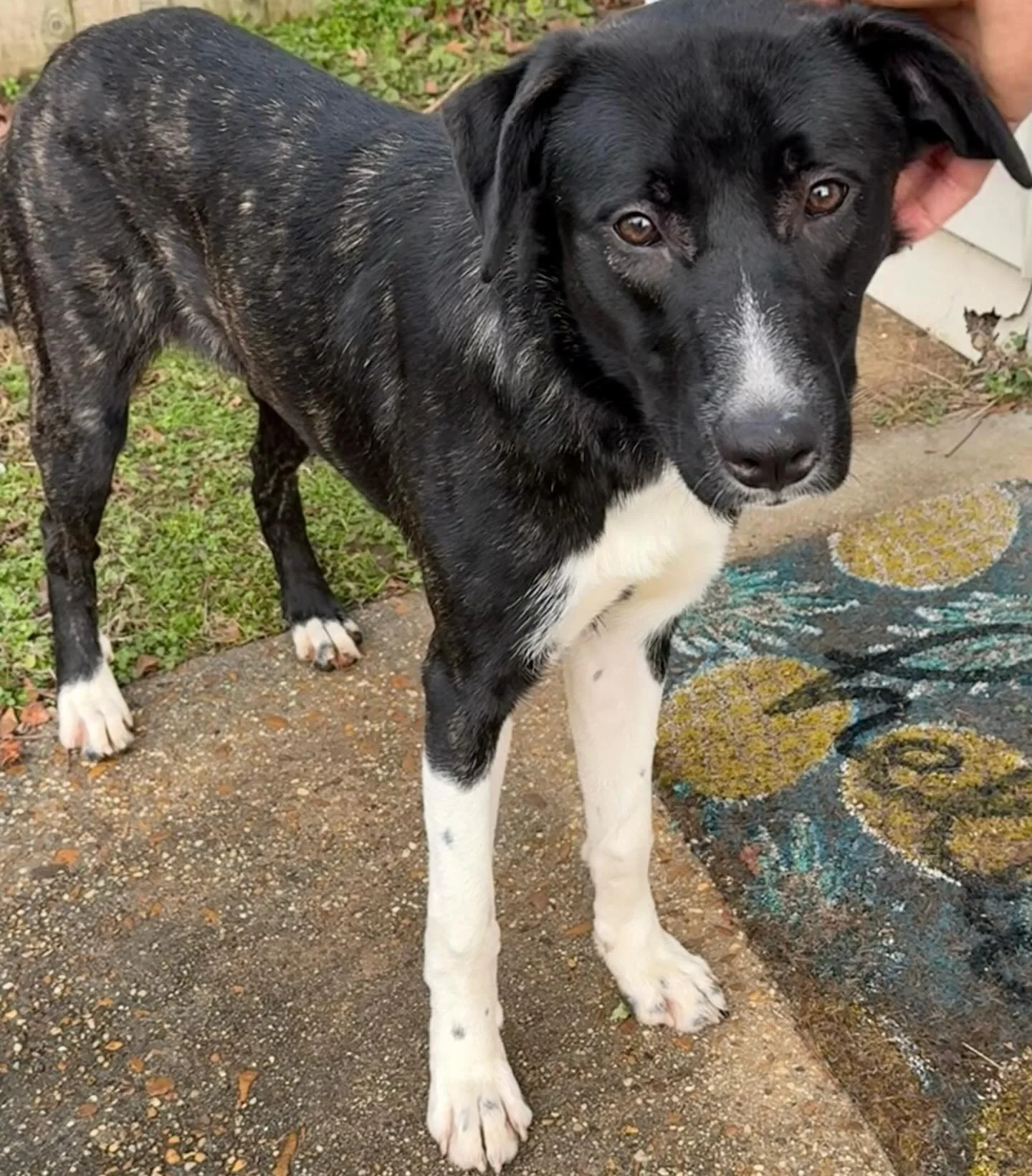 Everyone meet Alice!!

Alice is our January Rescue of the Month😍

She was abandoned in someone&rsquo;s backyard and has been the sweetest girl.

As of right now she was taken into a home in the mean time with 2 other dogs, is spayed and up to date o