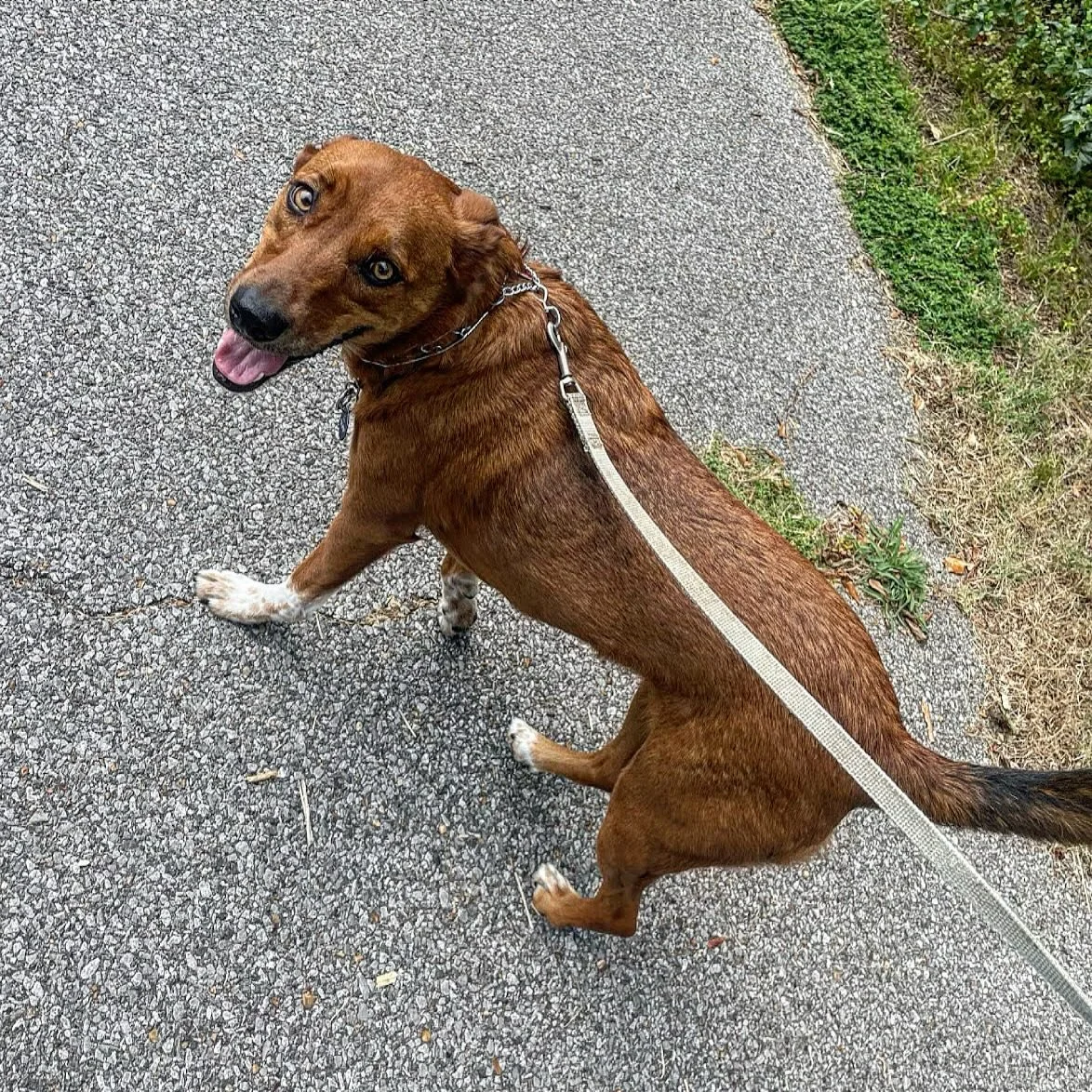 We&rsquo;re over halfway through National Walk Your Pet Month! 

Feel like you haven&rsquo;t had the time to walk your pet as much as you should? Give us a call and get on our schedule! 

Our team of trained walkers are perfect for getting your pet&r