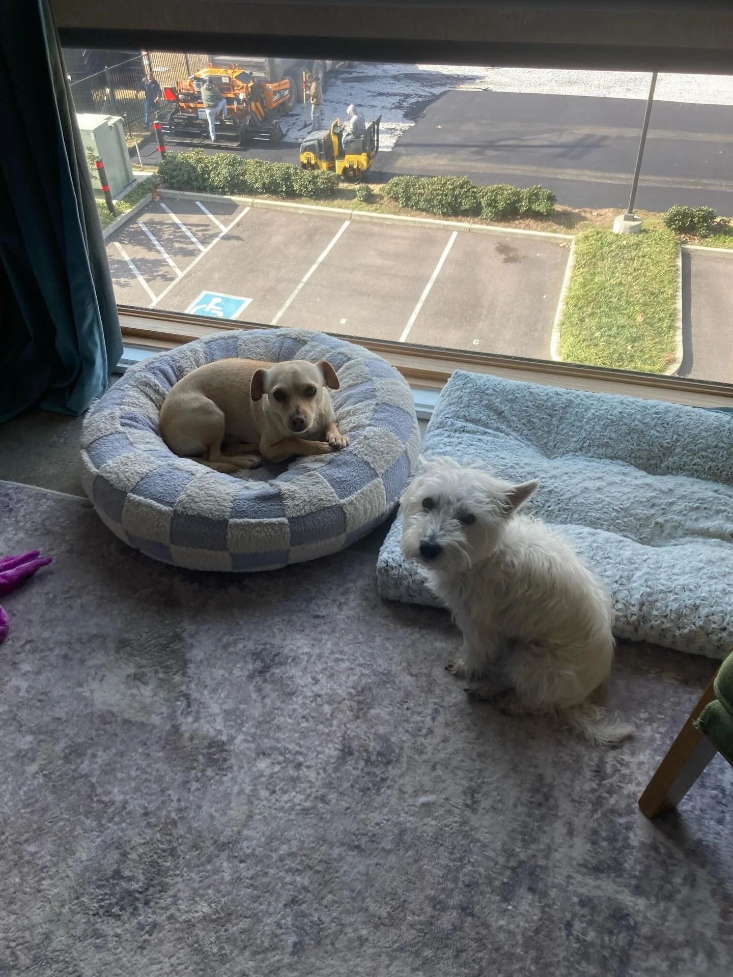 Sitter Superlatives: Best Duo🤩🏆

Aren&rsquo;t they just the cutest! This is Opal and Virgile. They might look innocent but they&rsquo;re always up to something anytime our sitters come to visit them.

Need someone to drop in your pets while you&rsq