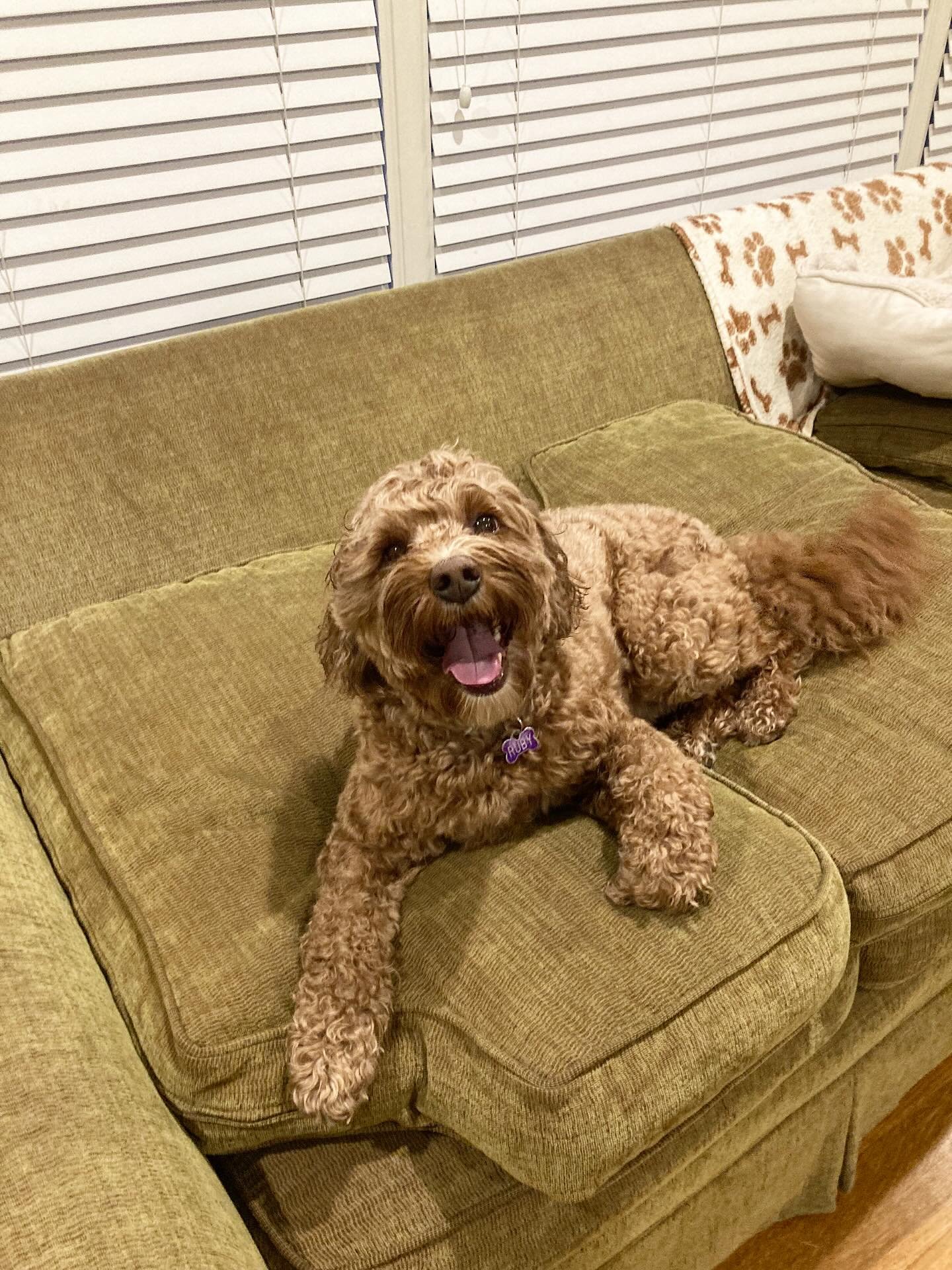 Sitter Superlatives: Always Smiling🤩🏆

Just look at that smile! This is Ruby. Not only is Ruby always smiling and so happy to see our sitters, but she puts a smile on our faces every time we see her. 😃

Need someone to drop in your pets while you&