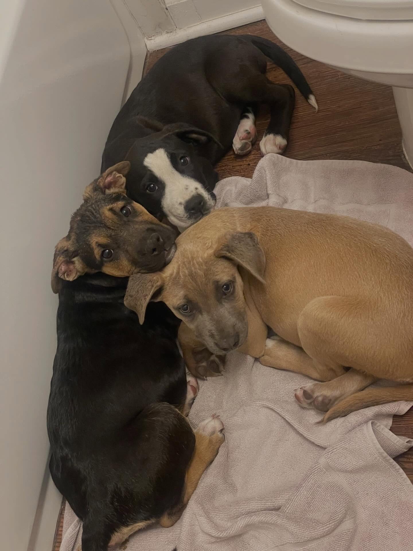 Meet our rescues of the month! 😍

These cuties are Artemisia (Arty for short), Georgia, and Frida.

They had quite the day after being brought to our owners doorstep by some neighborhood kids! 

All pups are clear for parvo, healthy 15-17 lbs and ha