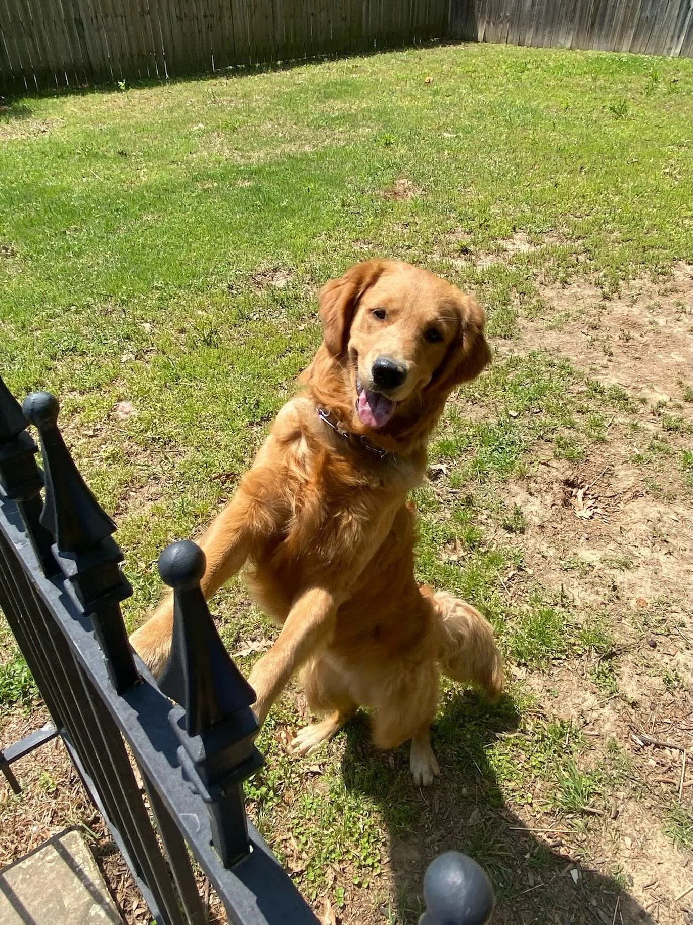 Mood because it&rsquo;s almost summer 😎☀️

We know things can get busy when summer hits. Let us take dog walking and pet sitting visits off your mind. 

Send us a message or give us a call to get booked before you&rsquo;re distracted by that sweet s