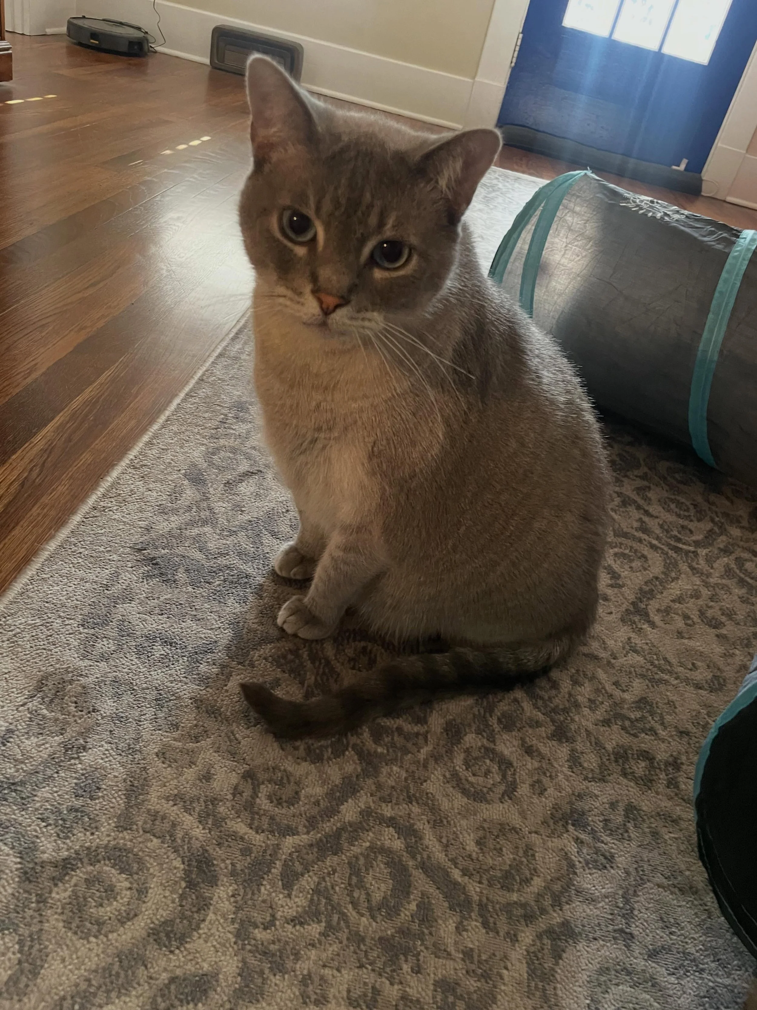 We love being the purr-fect sitter so you can travel without worrying! When we watch your kitties, they become apart of our family 🐱🐈&zwj;⬛

#catsitterlife #animalcare