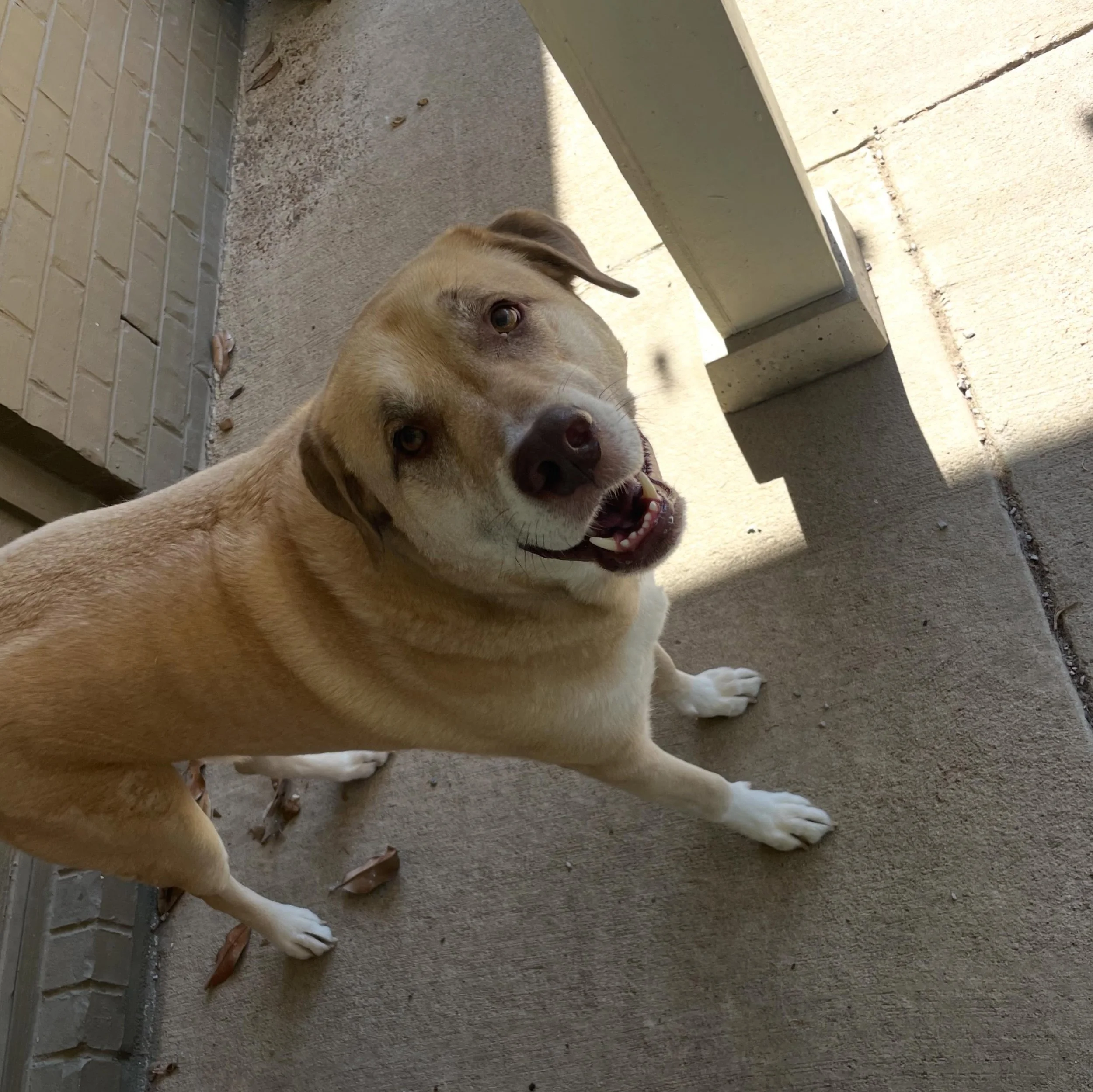Nothing brings us more joy than the smile of an animal who&rsquo;s happy to see us 😍 

Whether your pup needs cuddle time or a nice long walk, we are here to help! Our sitters love making your life easier and your pets life better 💛

#happydoggo #d