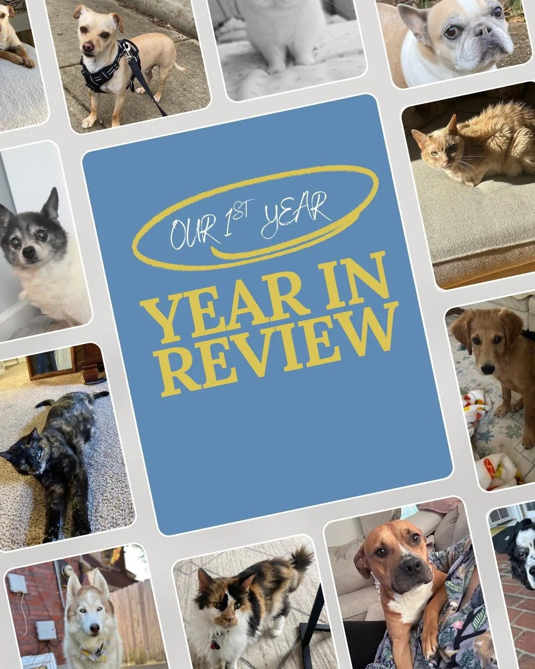 🥳 HAPPY BIRTHDAY TO US 🥳 

We have officially been in business for ONE WHOLE YEAR. We could not be more proud of the last year and we cannot wait for what&rsquo;s to come next! 

Thank you to all our amazing clients and sitters that have made the l