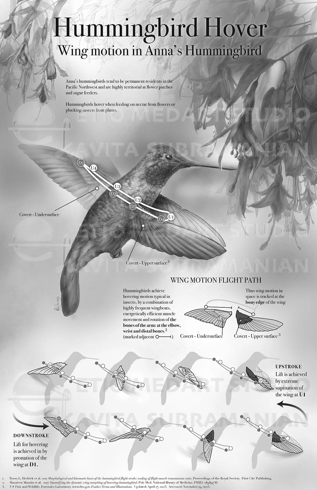 009 Biological Annas hummingbird_WM.jpg