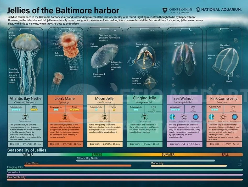 009+Biological+Jellies+of+Baltimore+Harbor_WM.jpg