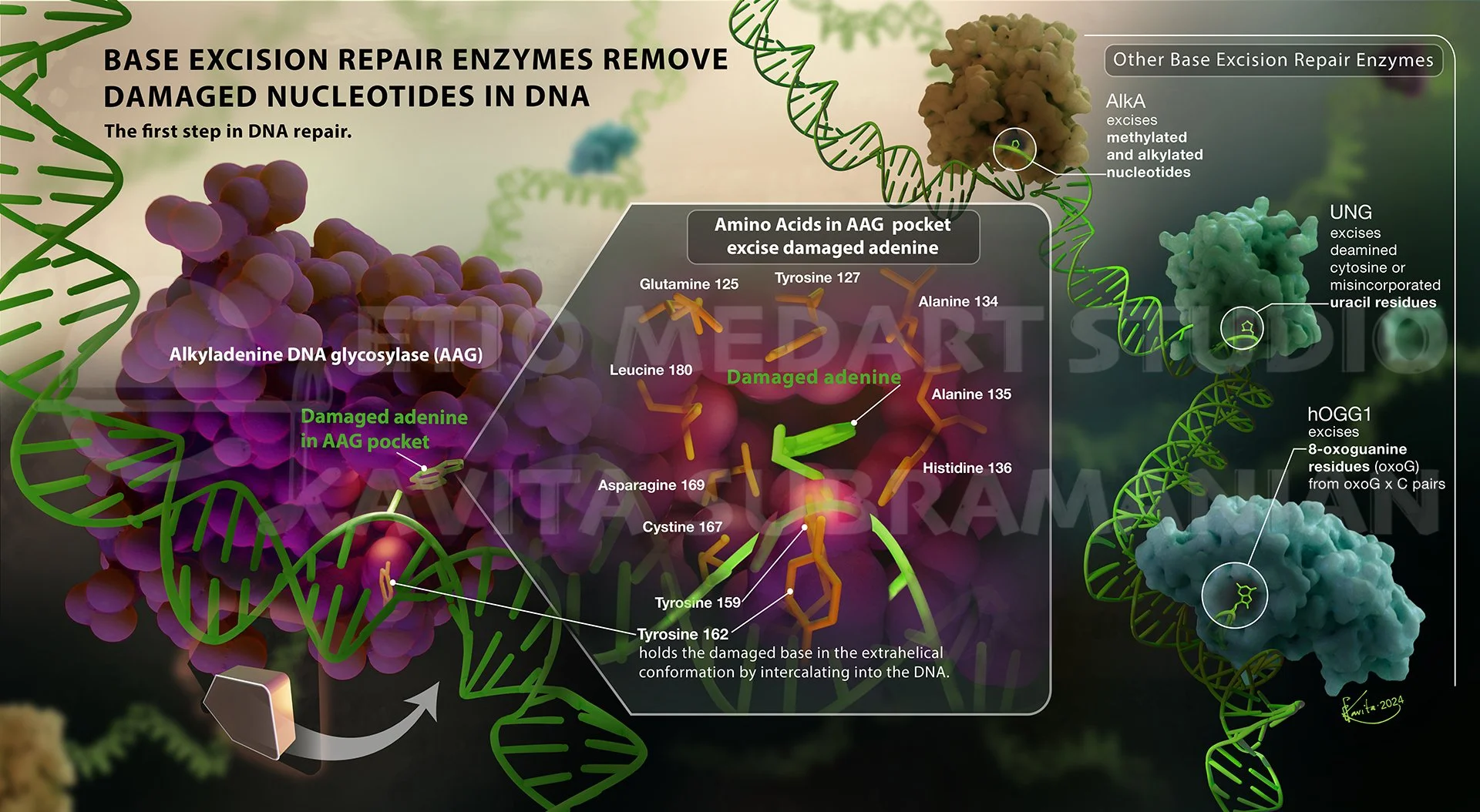 001 Molecular DNA repair AAG BER MCV_WM.jpg