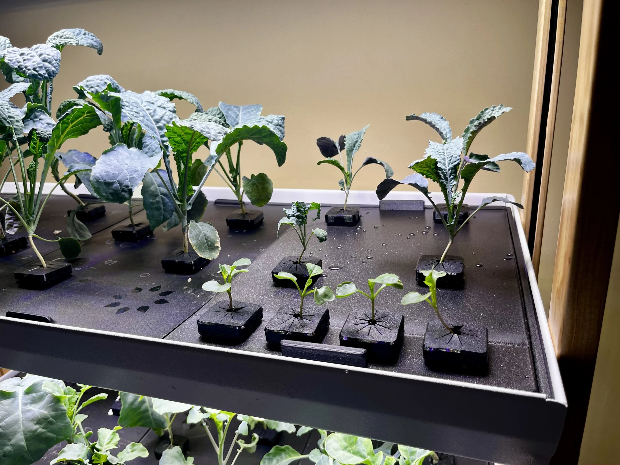 Indoor hydroponic garden with tomato and pepper plants growing on a wooden frame, with some ripe and unripe tomatoes visible.