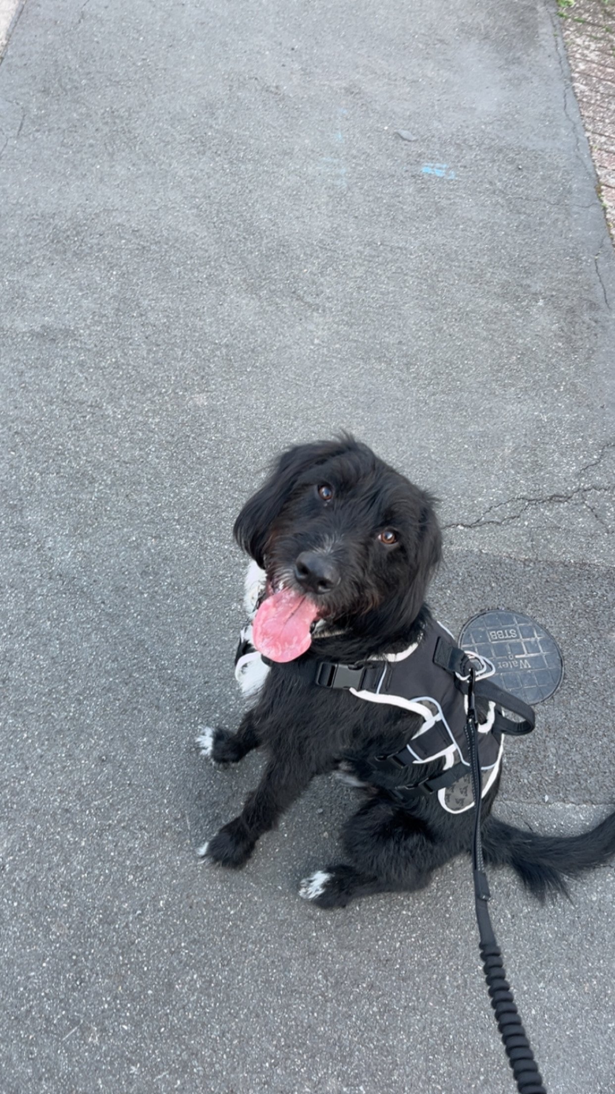 1 hour dog walk