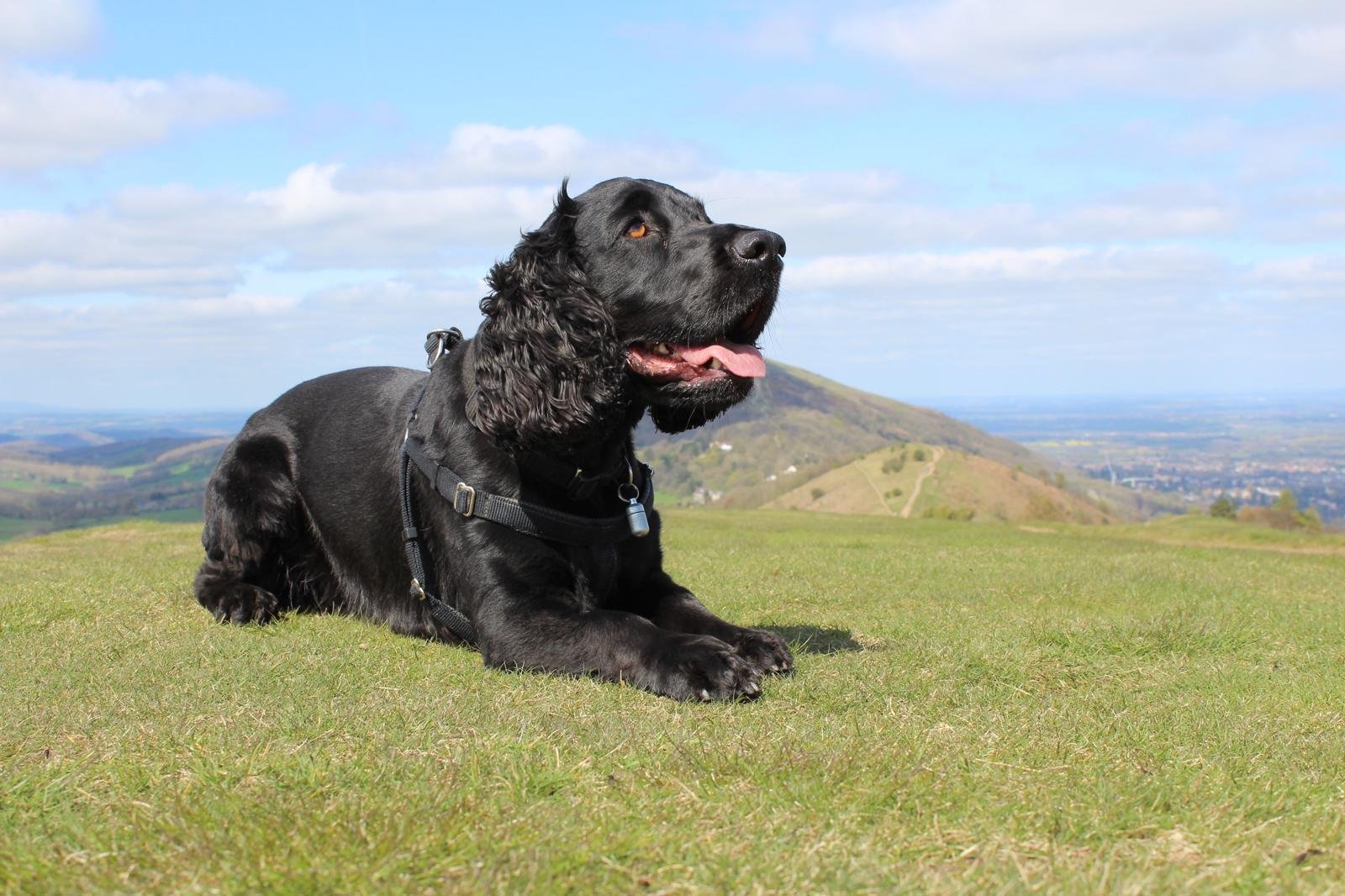 2 hour dog walk