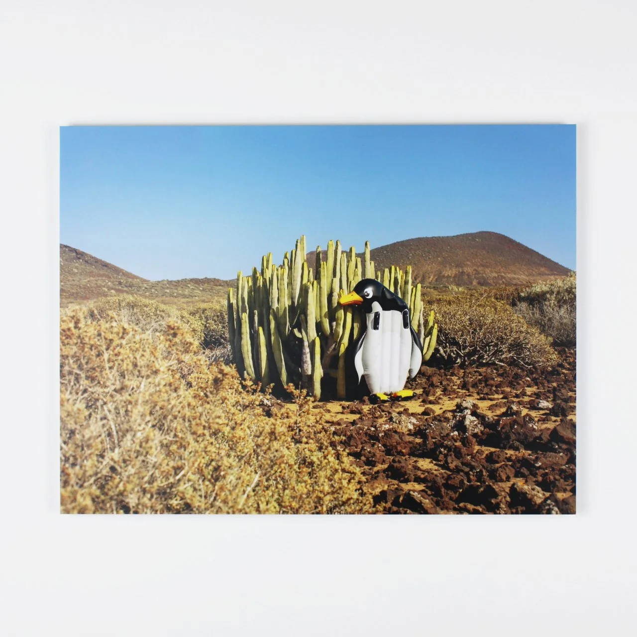 Gijs van den Berg - pinguin 1.jpg