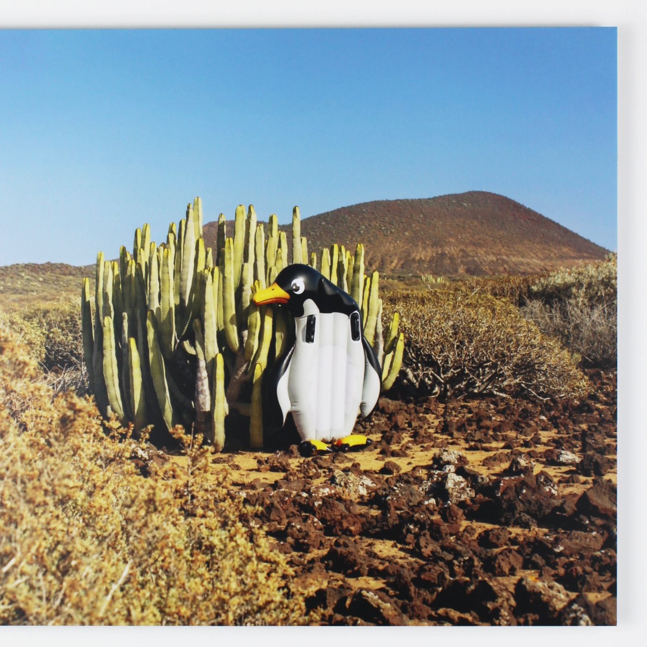 Gijs van den Berg - pinguin 2.jpg