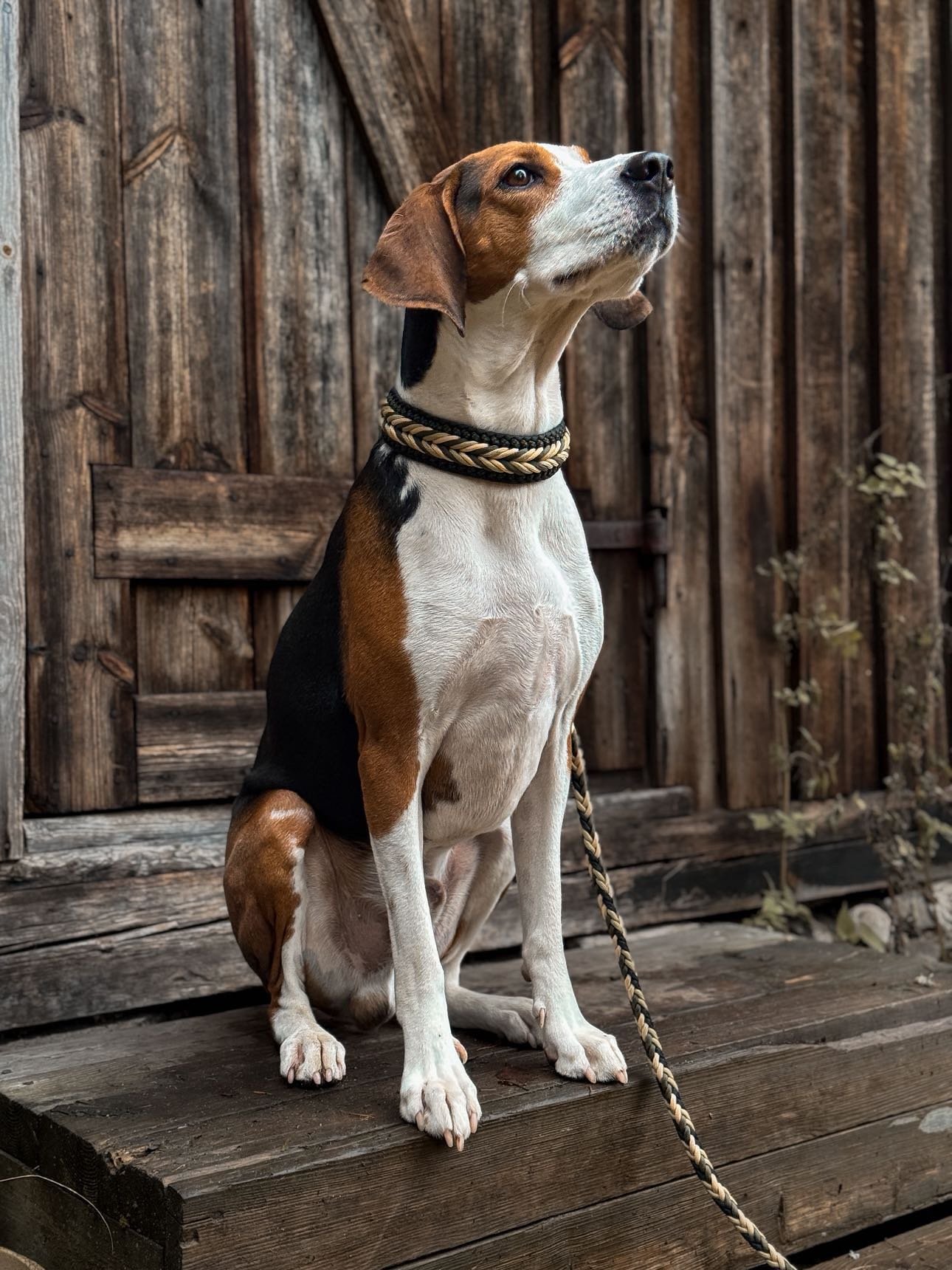 G&uuml;nther til @mawi.doggear