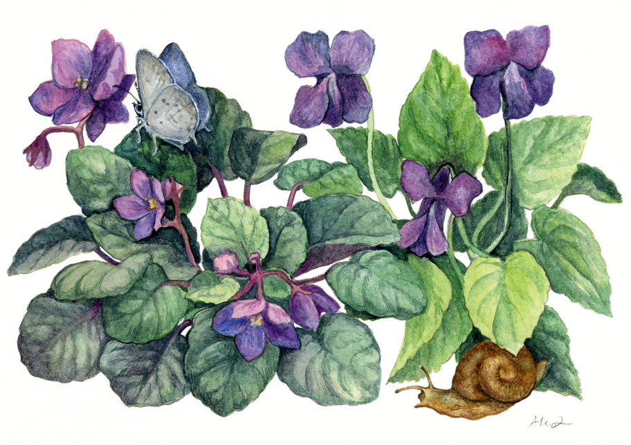 Violets² (2025) Watercolor