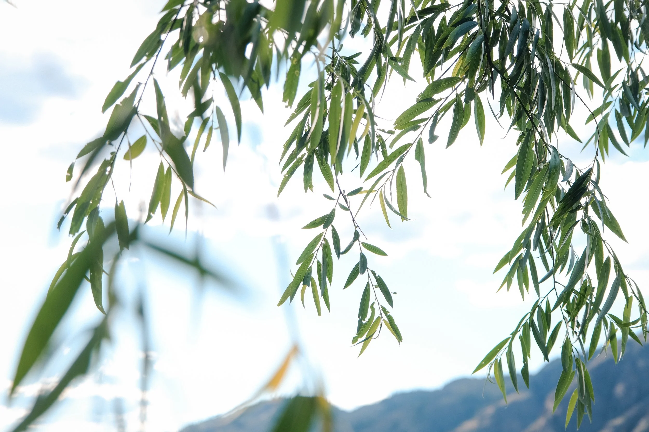 MonteCreek-26.jpg