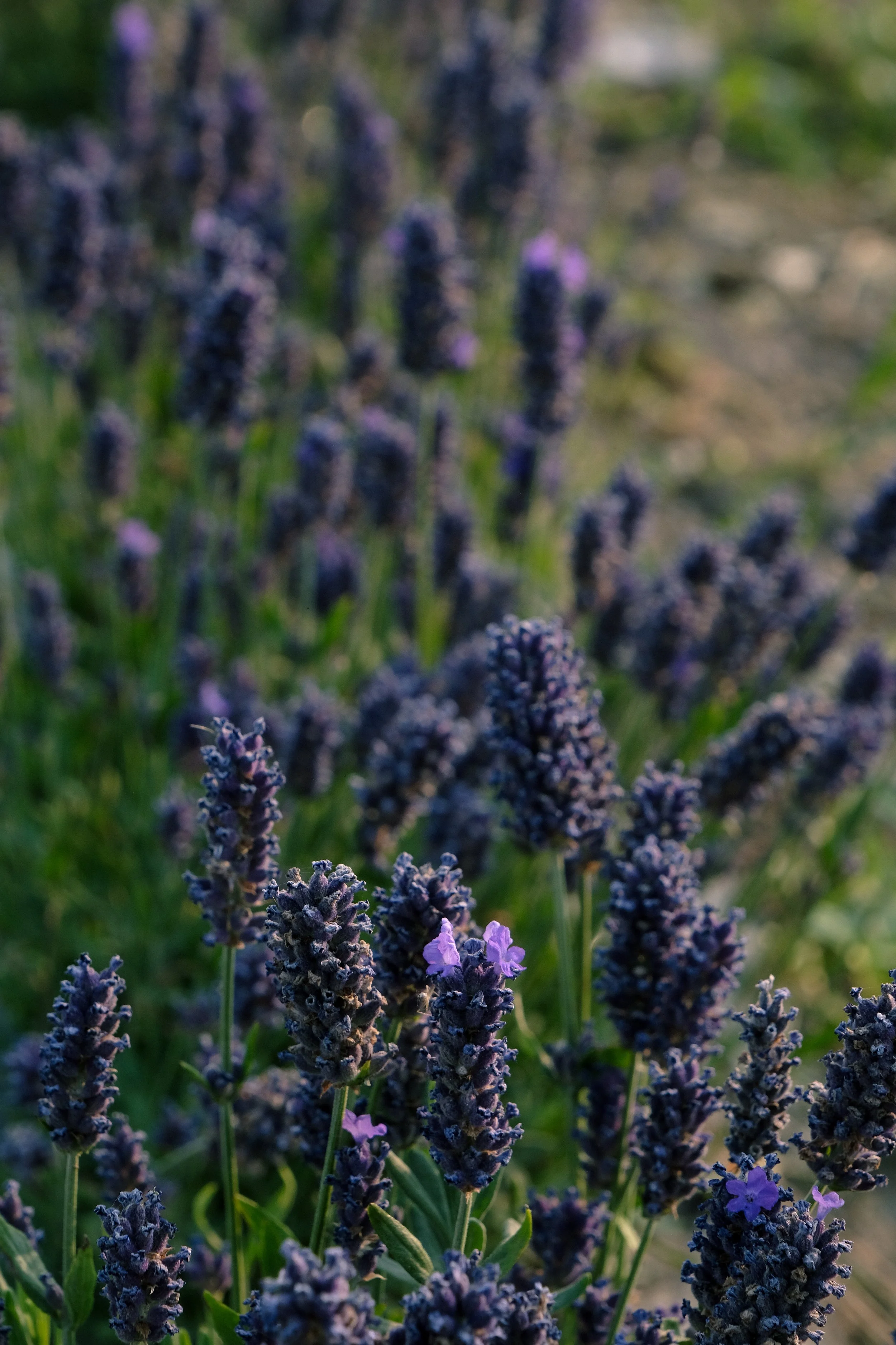 HorstingsFarm-16.jpg