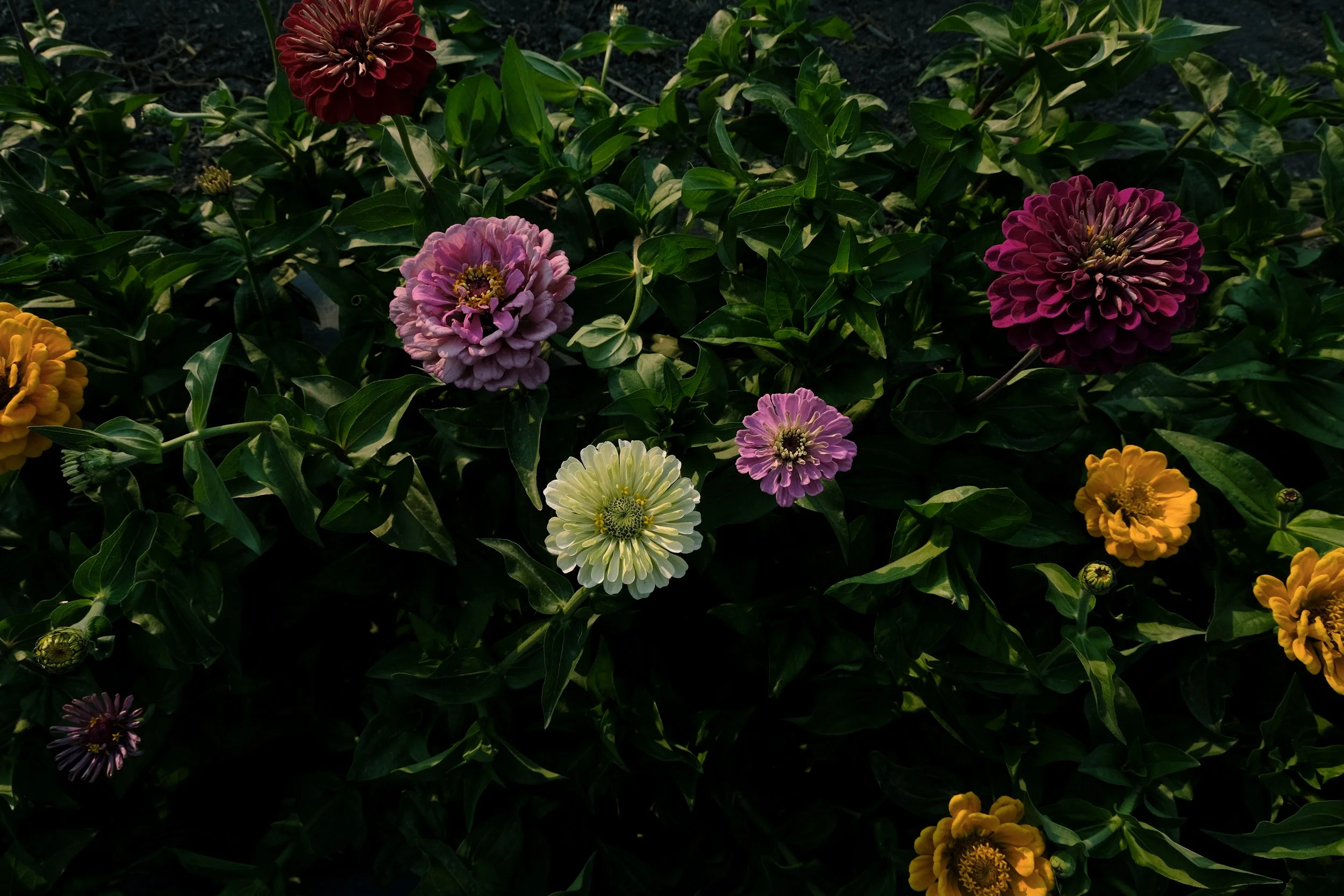 Flowers in Horstings Farm Field Cache Creek BC