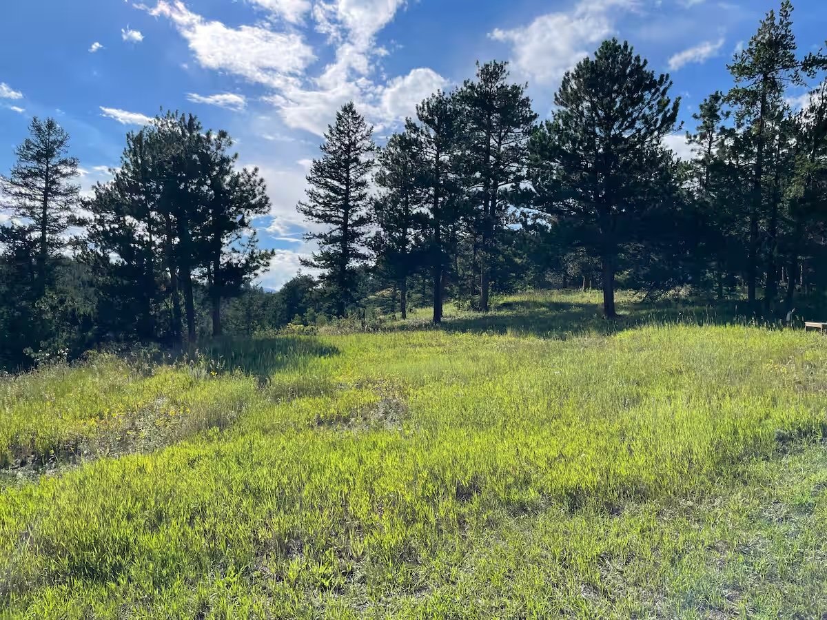 Sunlit grassy field with tall pine trees and a partly cloudy blue sky.
