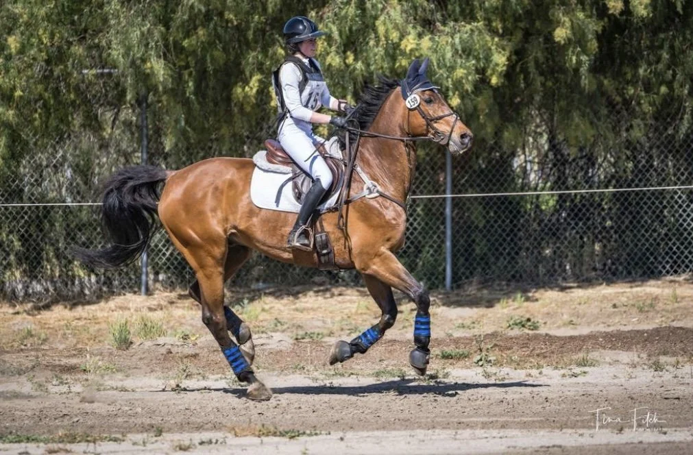 A female equestrian rider in white riding gear on a brown horse with a white saddle pad, black mane, and tail, running on a dirt track with blue leg wraps, near a chain-link fence and green trees.