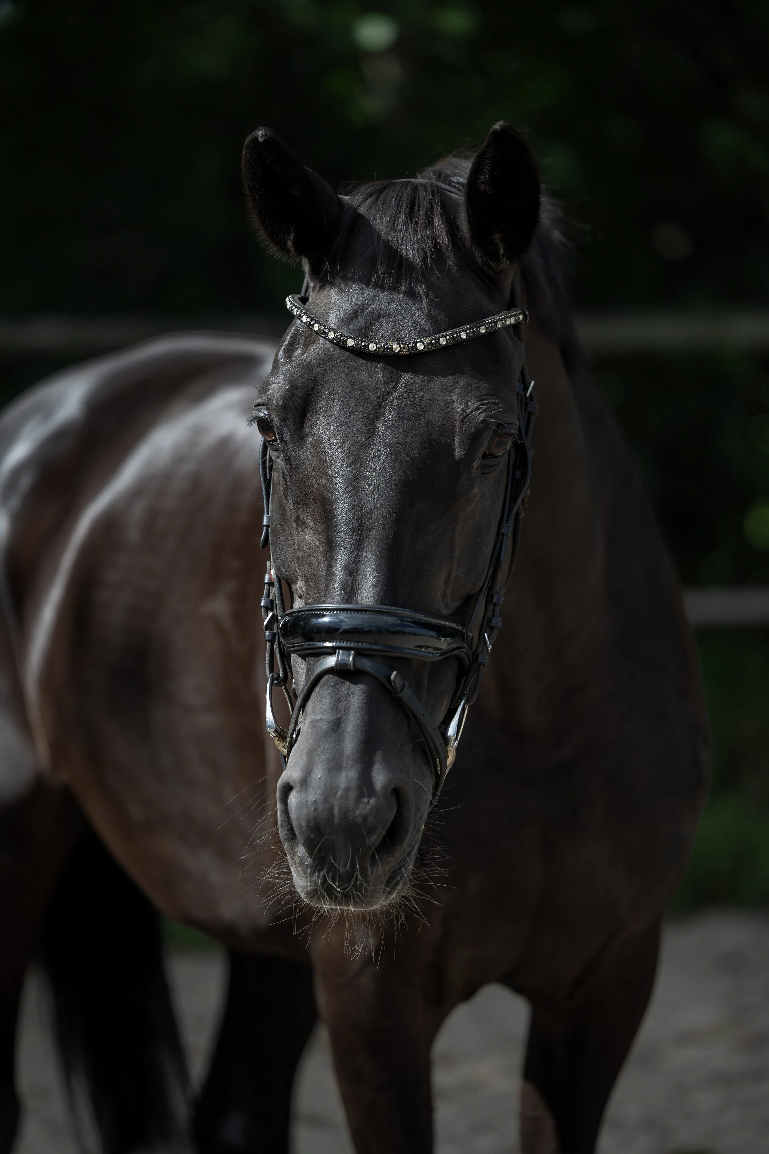Close-up of a black horse wearing a bejeweled bridle in a dark outdoor setting.