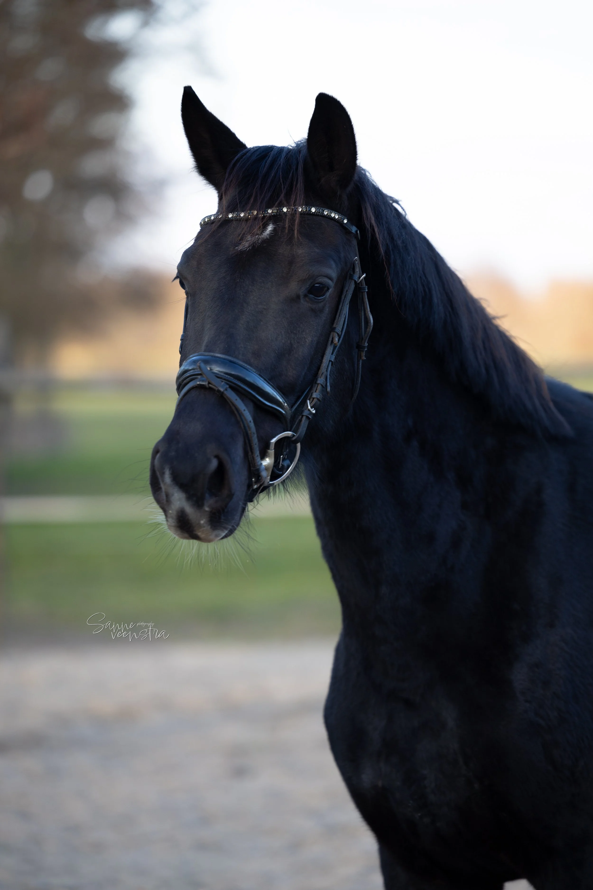 Close-up of a black horse wearing a decorative bridle with shiny embellishments, standing outdoors with a blurred background of trees and sky.